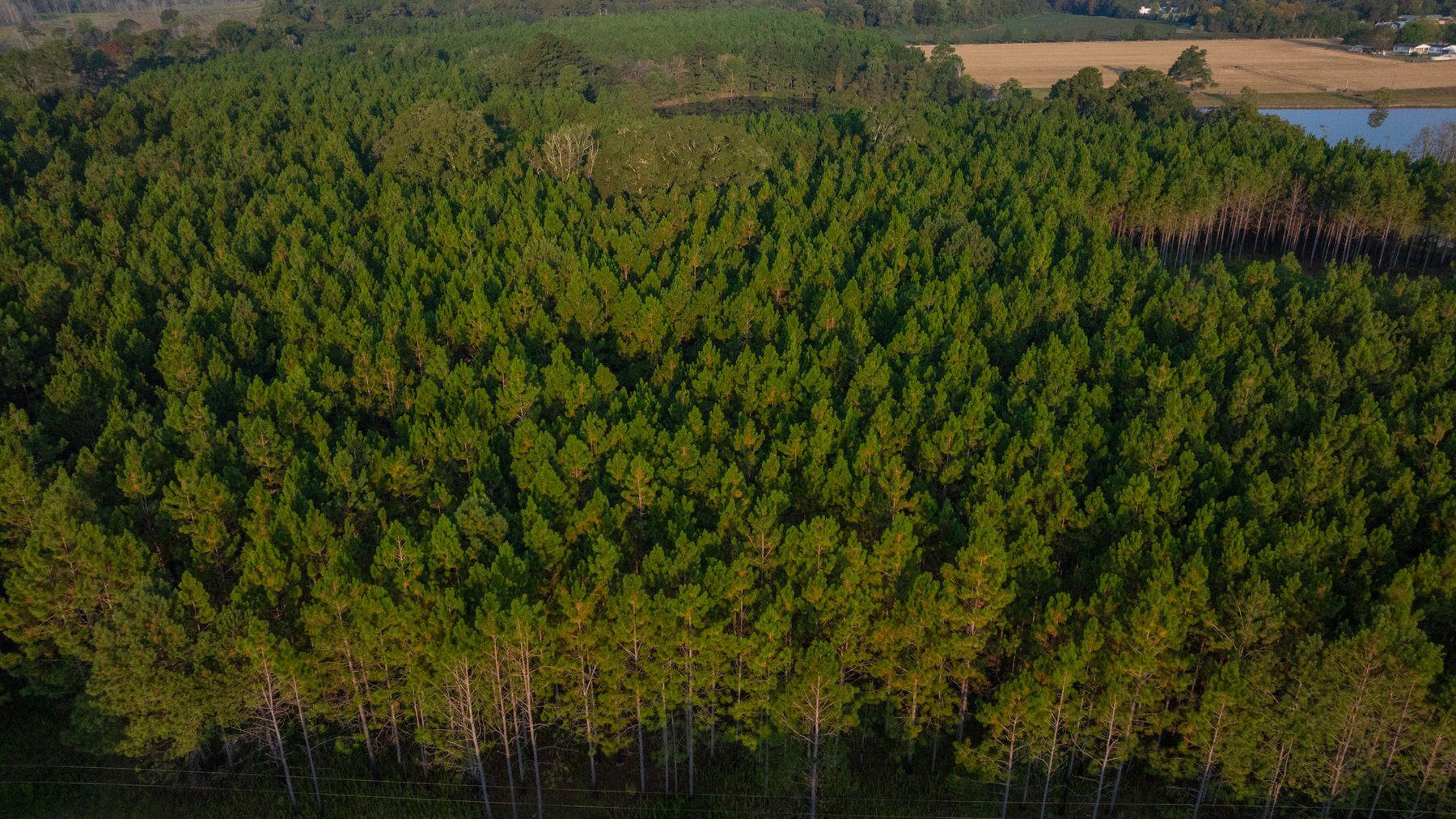 Image for 52± Acres - The Bridge Creek Farm - Stocked Pond, Pines, & Trophy Game - Offered Divided & as a Whole