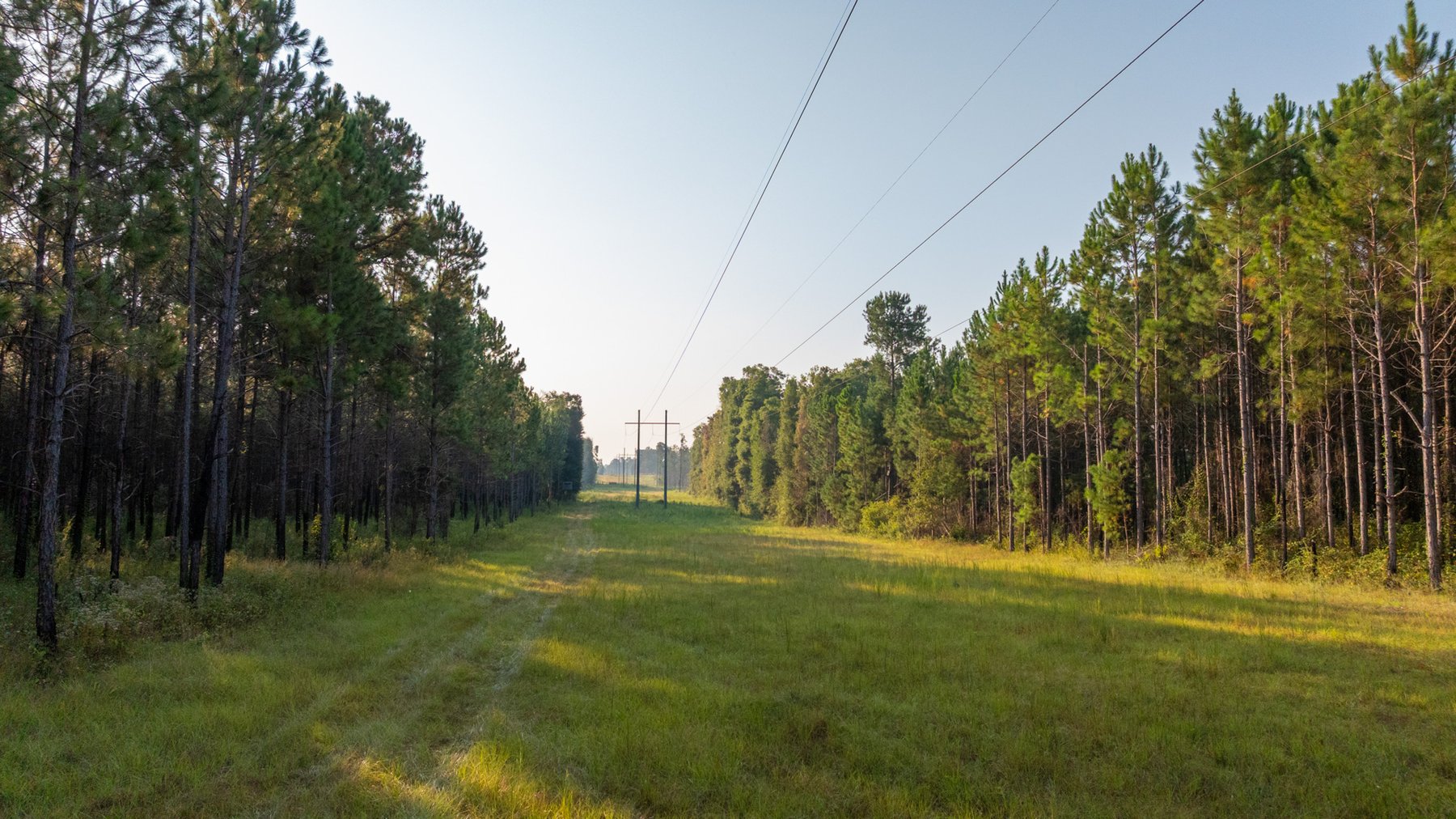 Image for 52± Acres - The Bridge Creek Farm - Stocked Pond, Pines, & Trophy Game - Offered Divided & as a Whole