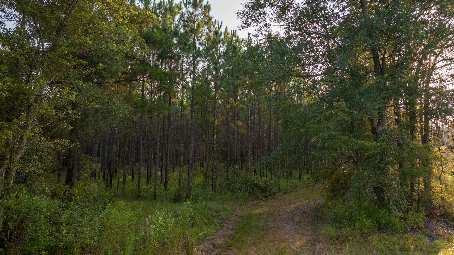 Image for 52± Acres - The Bridge Creek Farm - Stocked Pond, Pines, & Trophy Game - Offered Divided & as a Whole