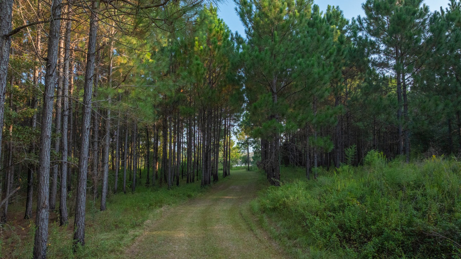 Image for 52± Acres - The Bridge Creek Farm - Stocked Pond, Pines, & Trophy Game - Offered Divided & as a Whole