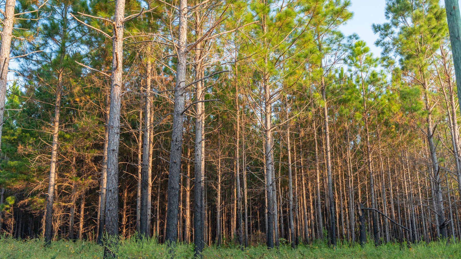 Image for 52± Acres - The Bridge Creek Farm - Stocked Pond, Pines, & Trophy Game - Offered Divided & as a Whole