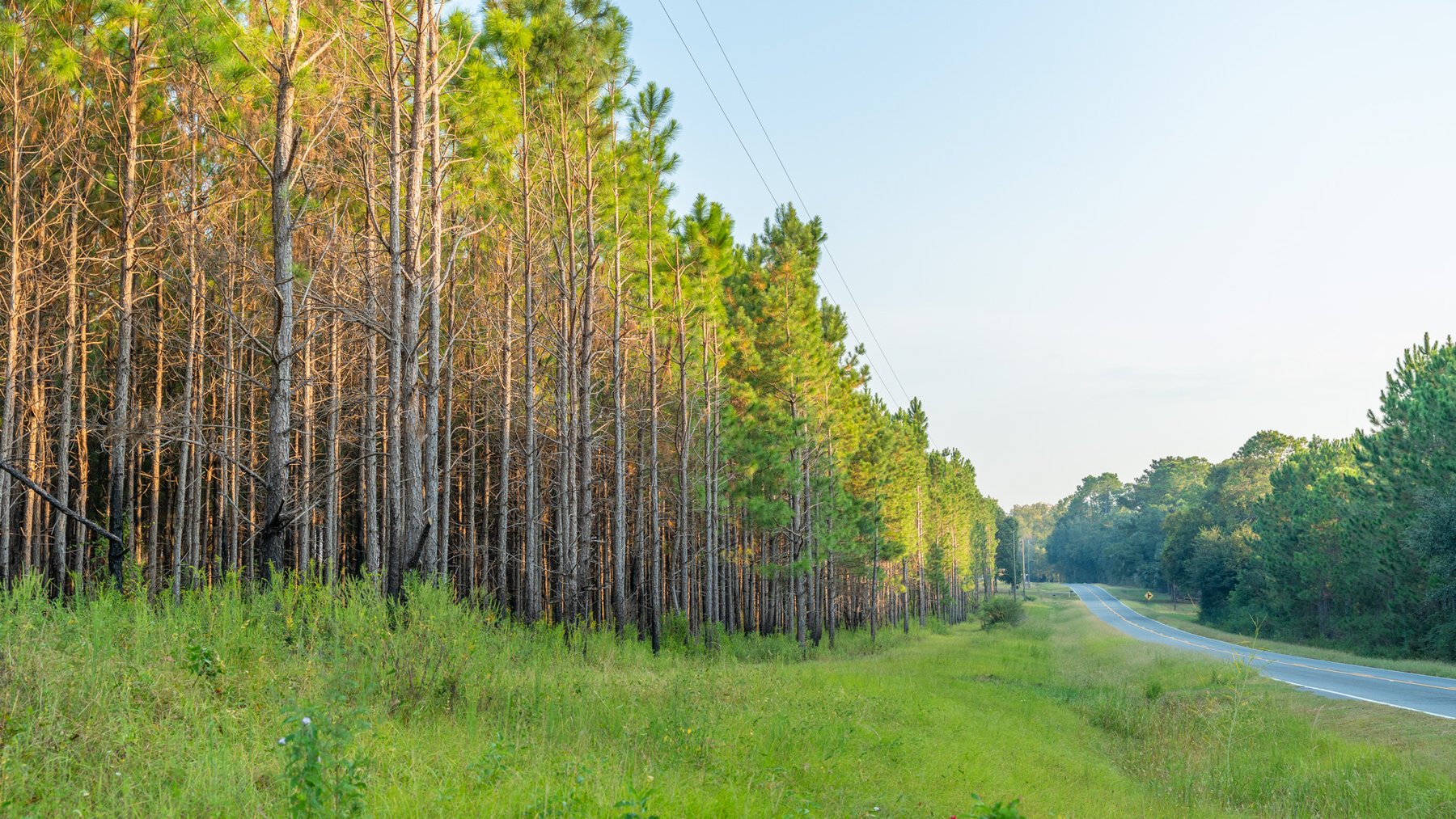 Image for 52± Acres - The Bridge Creek Farm - Stocked Pond, Pines, & Trophy Game - Offered Divided & as a Whole