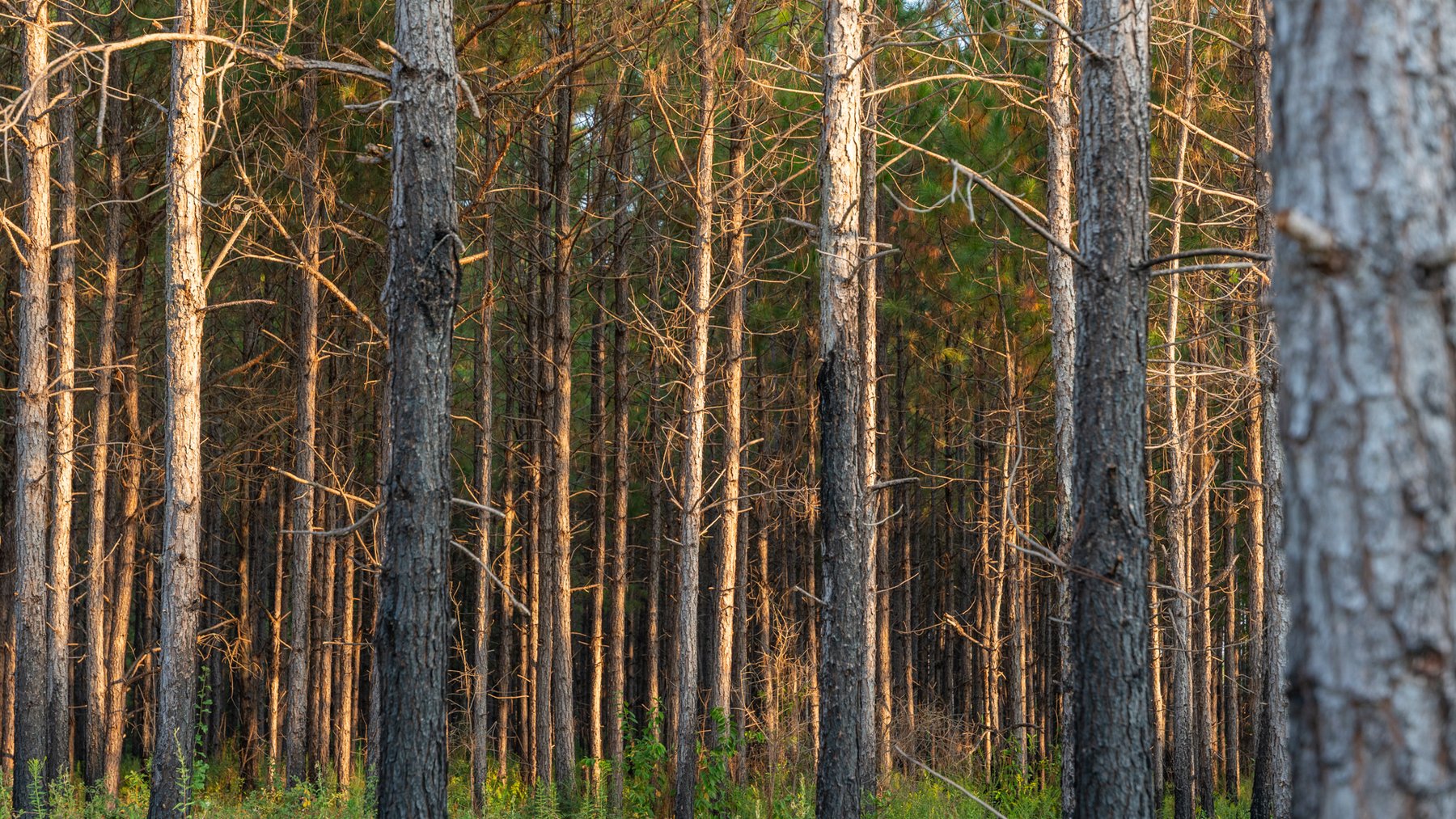 Image for 52± Acres - The Bridge Creek Farm - Stocked Pond, Pines, & Trophy Game - Offered Divided & as a Whole