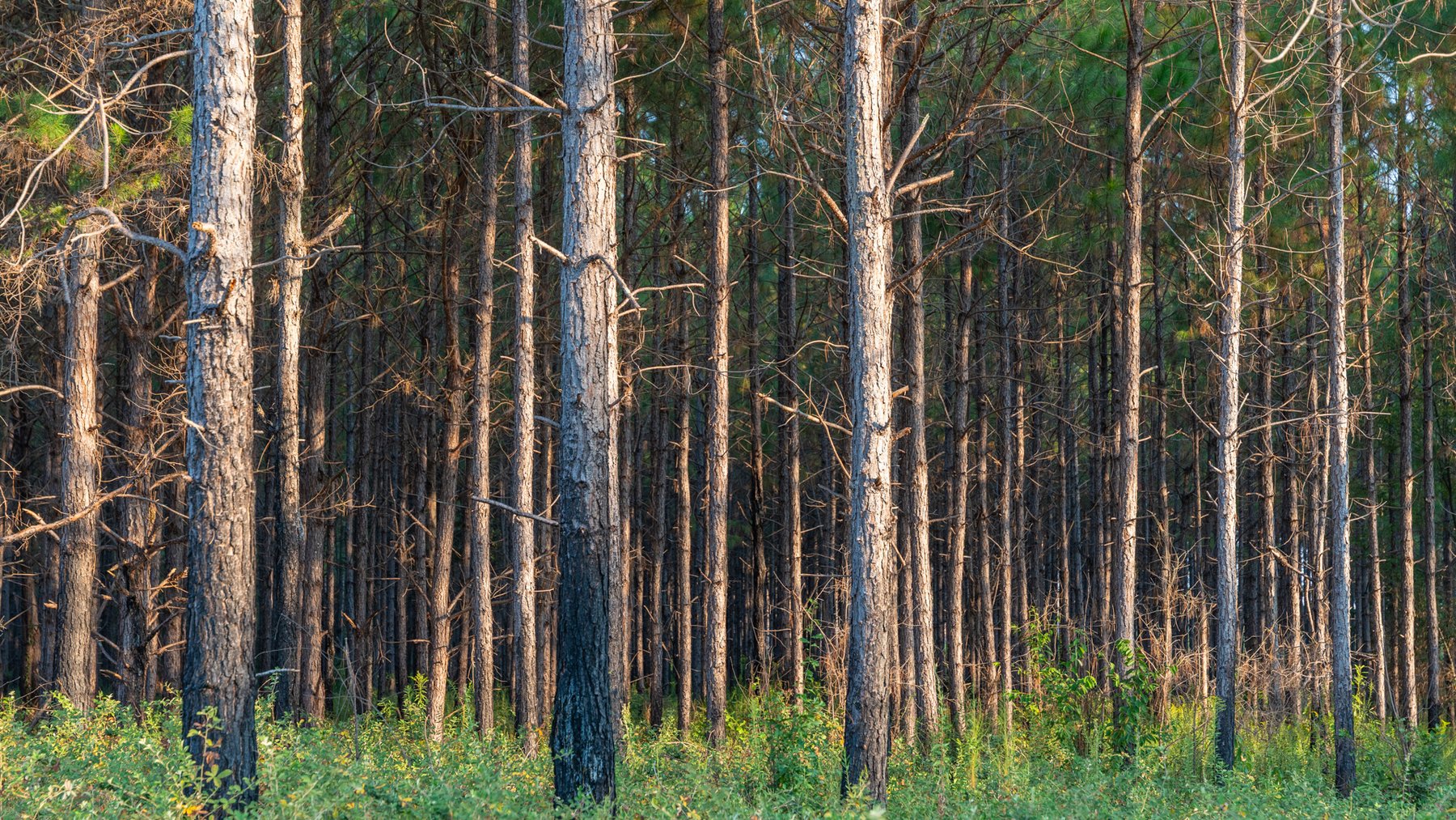 Image for 52± Acres - The Bridge Creek Farm - Stocked Pond, Pines, & Trophy Game - Offered Divided & as a Whole