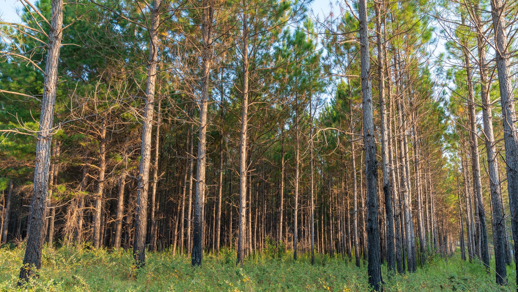 Image for 52± Acres - The Bridge Creek Farm - Stocked Pond, Pines, & Trophy Game - Offered Divided & as a Whole