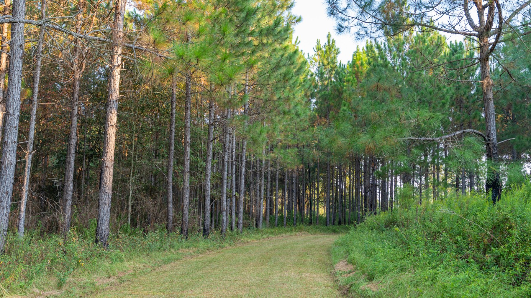 Image for 52± Acres - The Bridge Creek Farm - Stocked Pond, Pines, & Trophy Game - Offered Divided & as a Whole