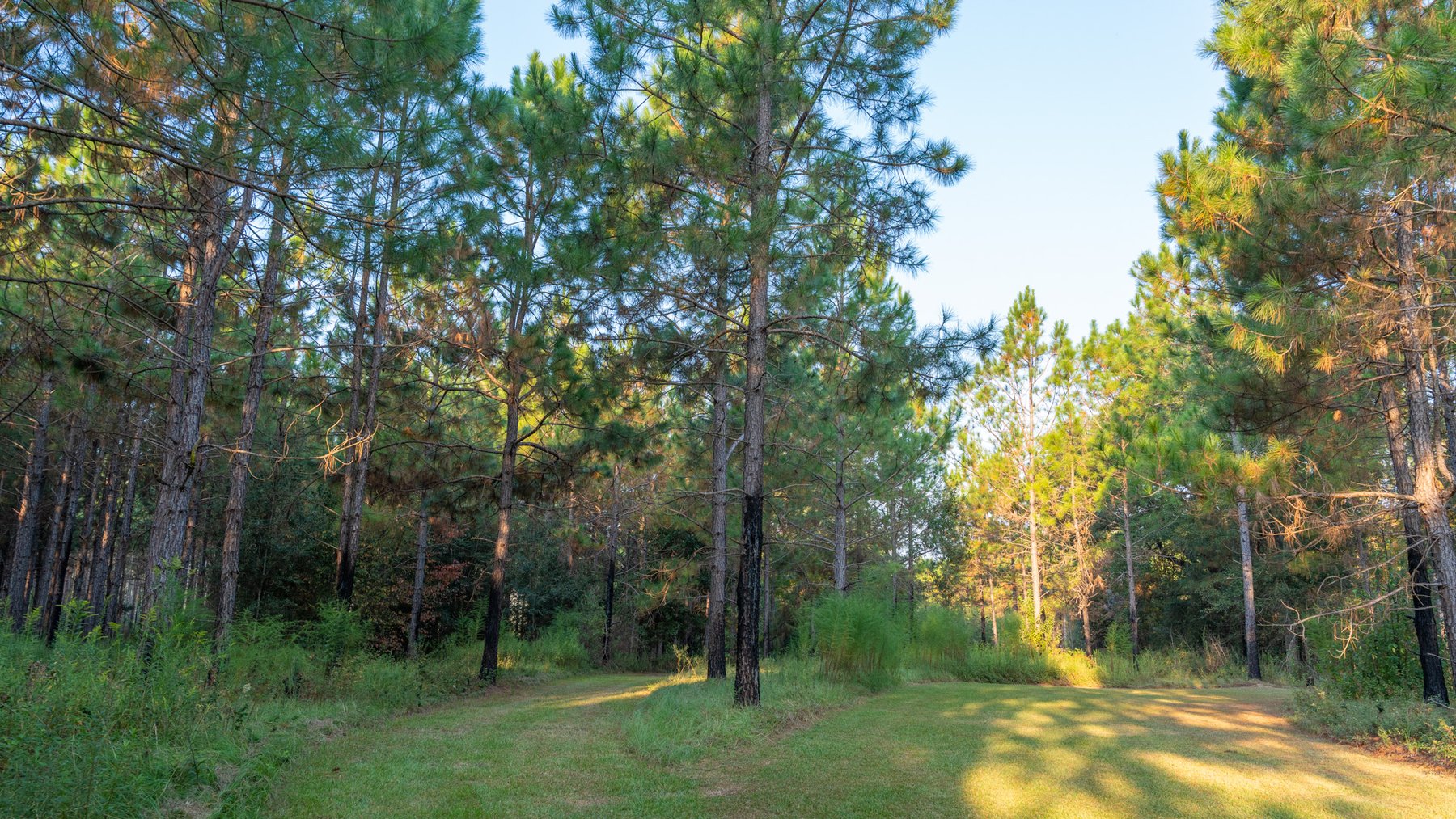 Image for 52± Acres - The Bridge Creek Farm - Stocked Pond, Pines, & Trophy Game - Offered Divided & as a Whole