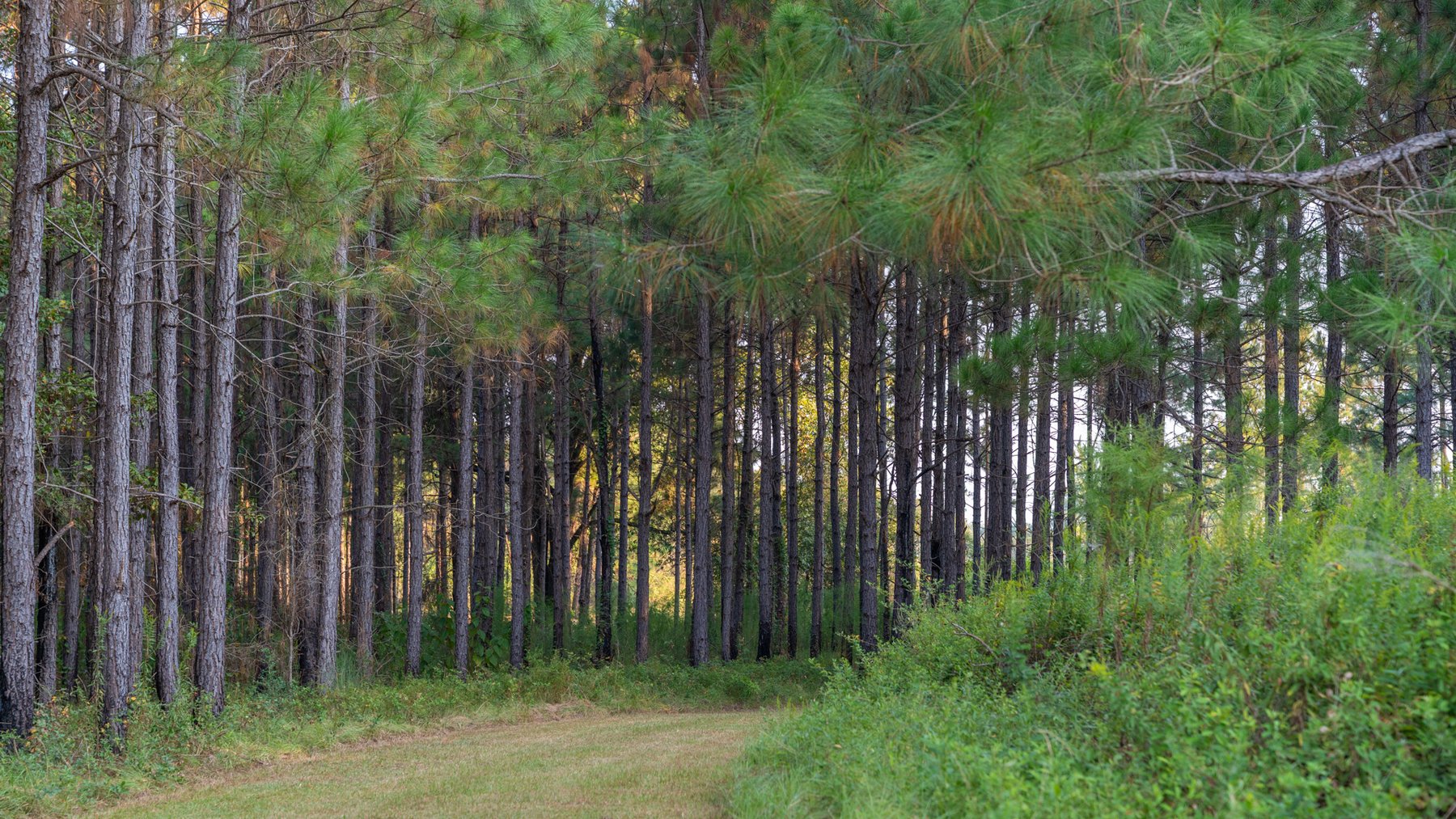 Image for 52± Acres - The Bridge Creek Farm - Stocked Pond, Pines, & Trophy Game - Offered Divided & as a Whole