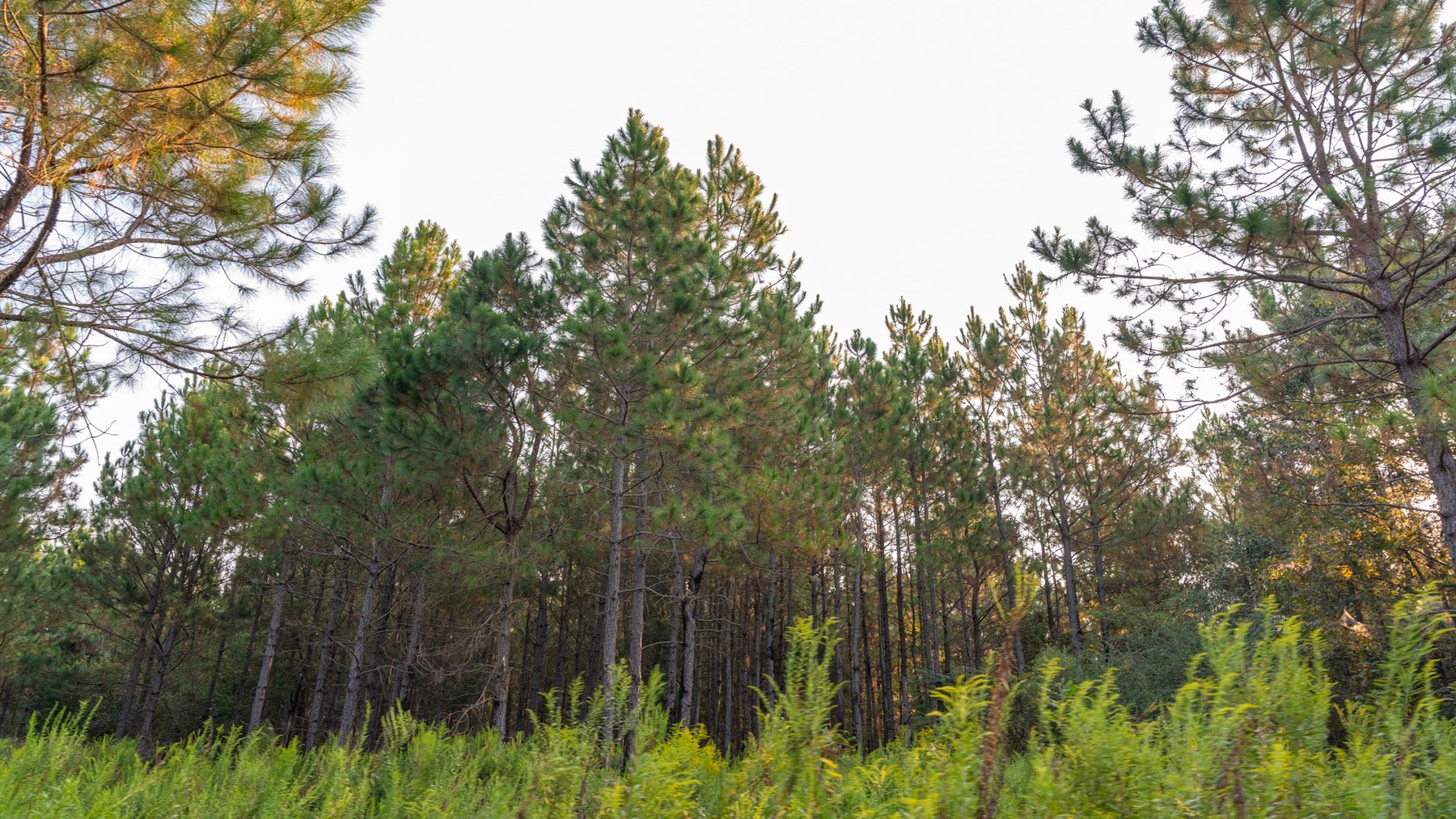 Image for 52± Acres - The Bridge Creek Farm - Stocked Pond, Pines, & Trophy Game - Offered Divided & as a Whole