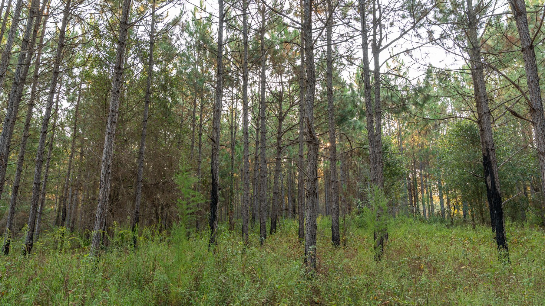 Image for 52± Acres - The Bridge Creek Farm - Stocked Pond, Pines, & Trophy Game - Offered Divided & as a Whole