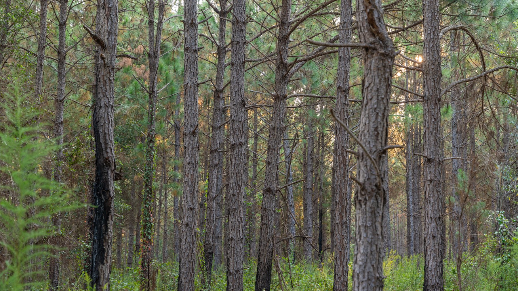 Image for 52± Acres - The Bridge Creek Farm - Stocked Pond, Pines, & Trophy Game - Offered Divided & as a Whole