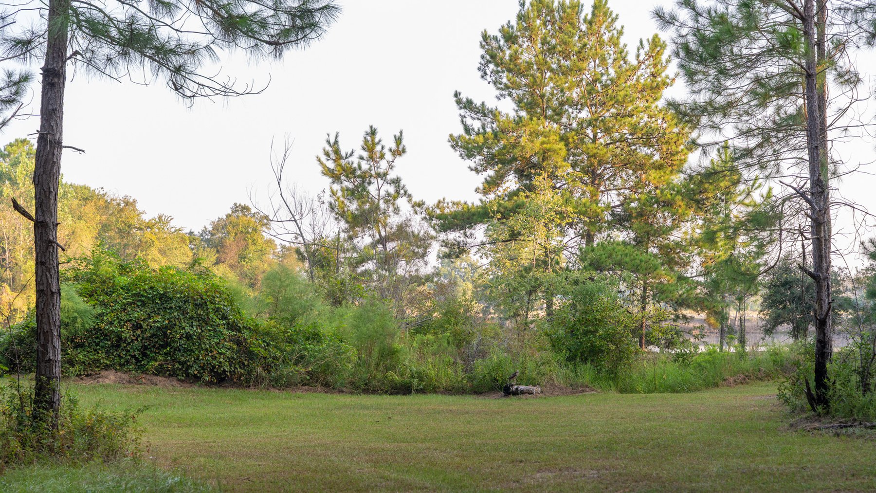 Image for 52± Acres - The Bridge Creek Farm - Stocked Pond, Pines, & Trophy Game - Offered Divided & as a Whole