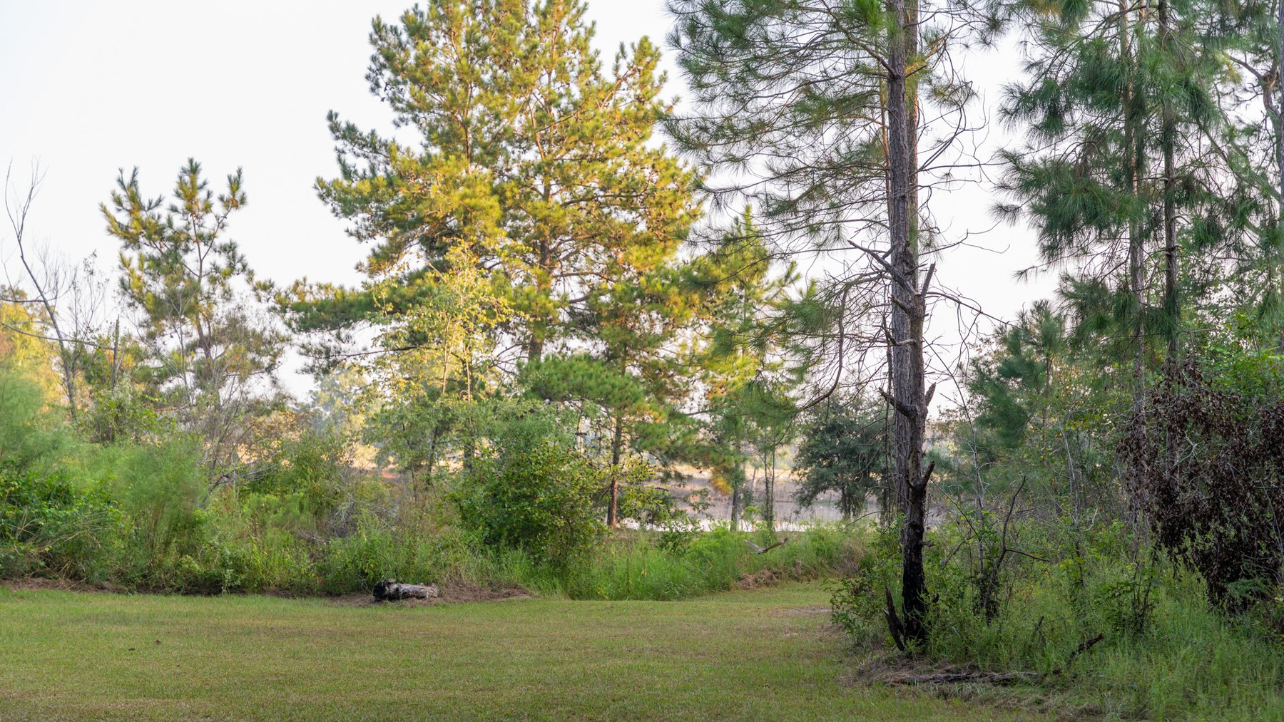 Image for 52± Acres - The Bridge Creek Farm - Stocked Pond, Pines, & Trophy Game - Offered Divided & as a Whole