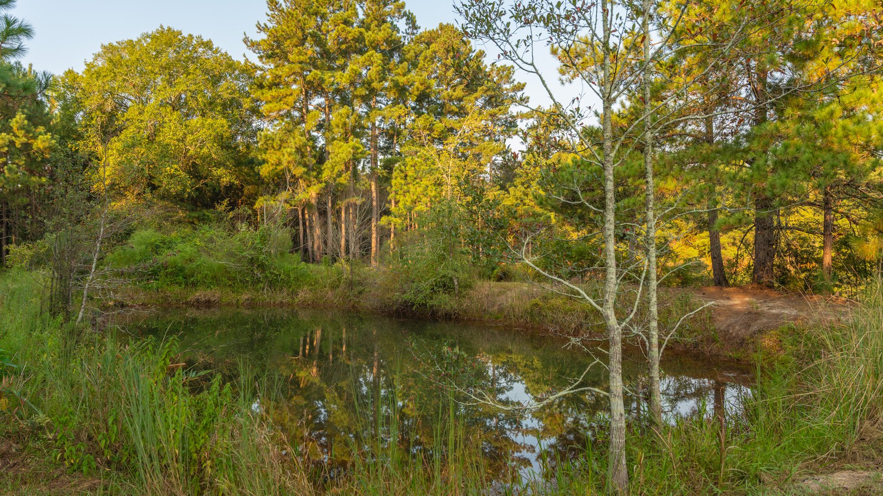Image for 52± Acres - The Bridge Creek Farm - Stocked Pond, Pines, & Trophy Game - Offered Divided & as a Whole
