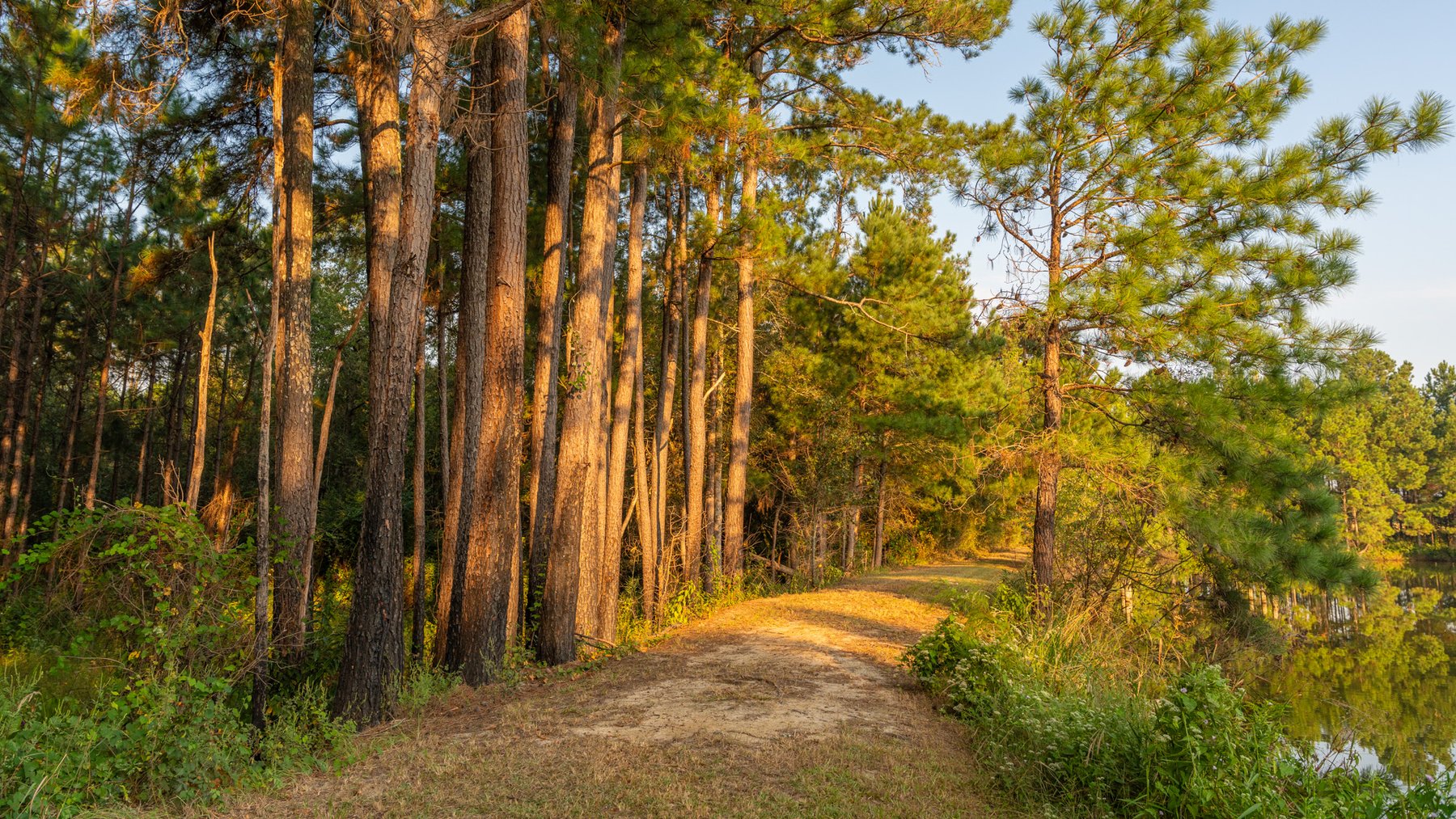 Image for 52± Acres - The Bridge Creek Farm - Stocked Pond, Pines, & Trophy Game - Offered Divided & as a Whole