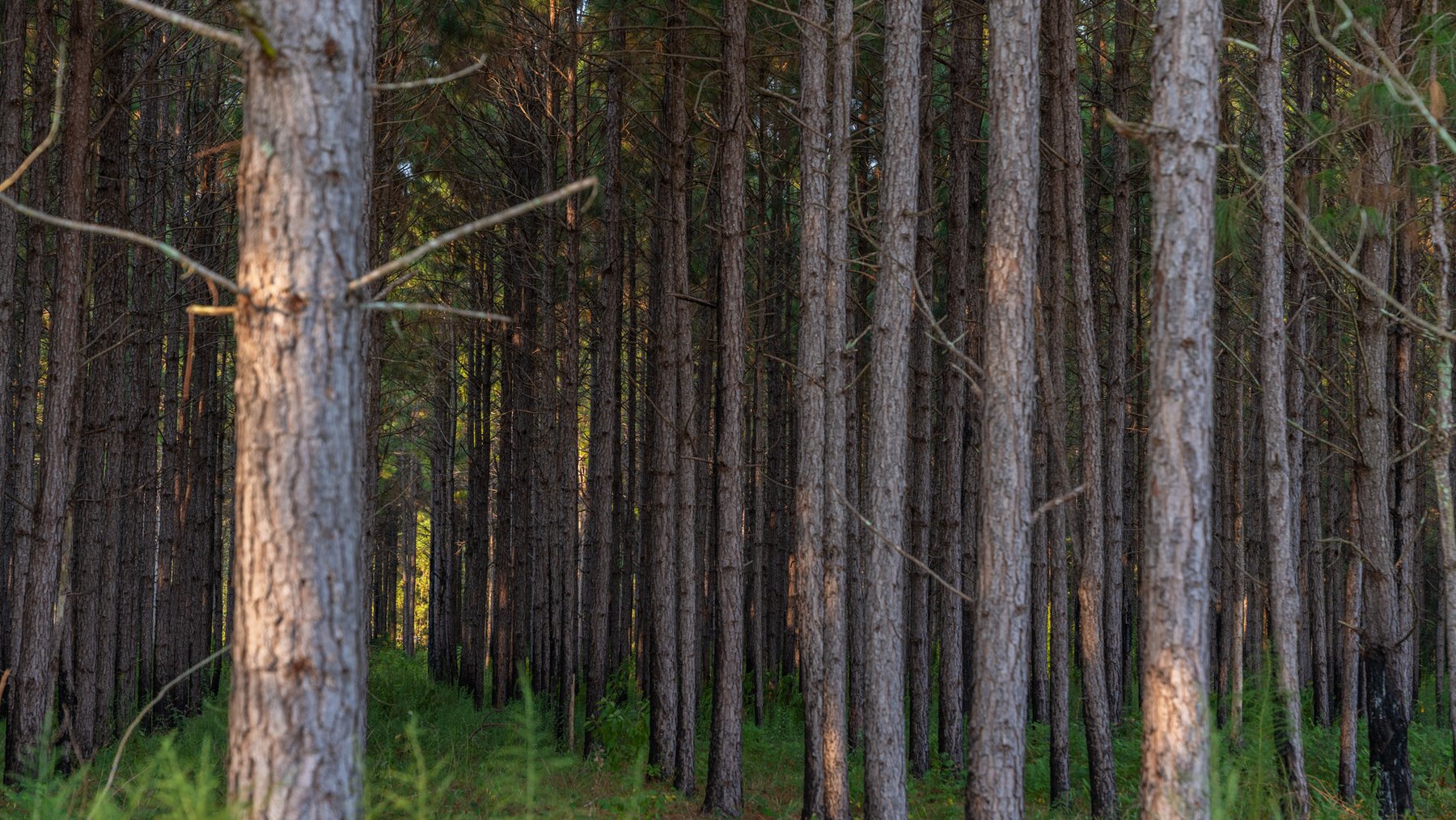 Image for 52± Acres - The Bridge Creek Farm - Stocked Pond, Pines, & Trophy Game - Offered Divided & as a Whole