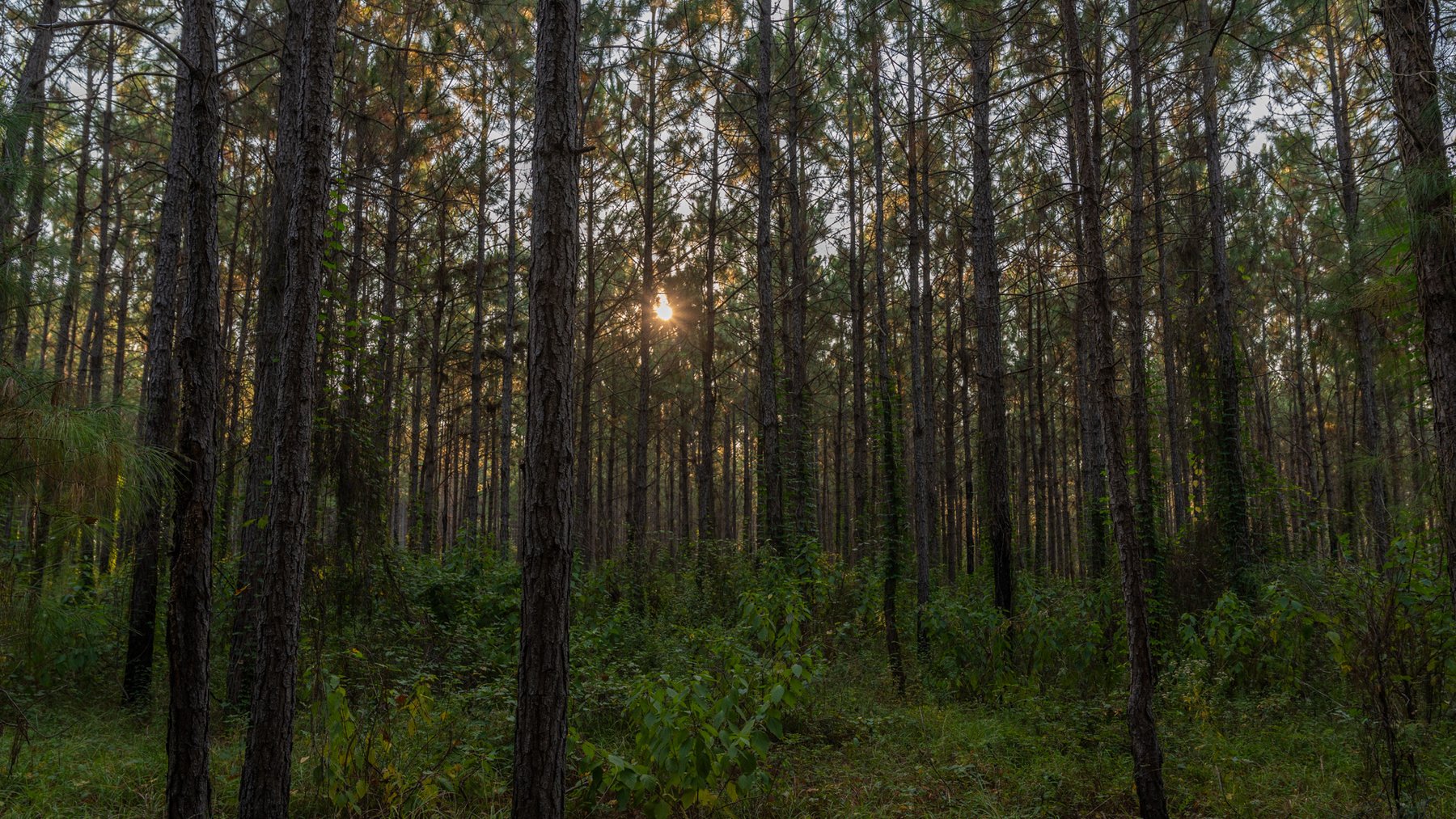 Image for 52± Acres - The Bridge Creek Farm - Stocked Pond, Pines, & Trophy Game - Offered Divided & as a Whole