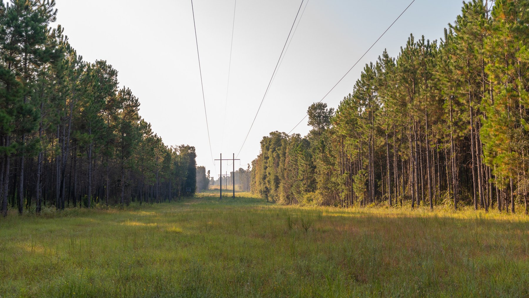 Image for 52± Acres - The Bridge Creek Farm - Stocked Pond, Pines, & Trophy Game - Offered Divided & as a Whole