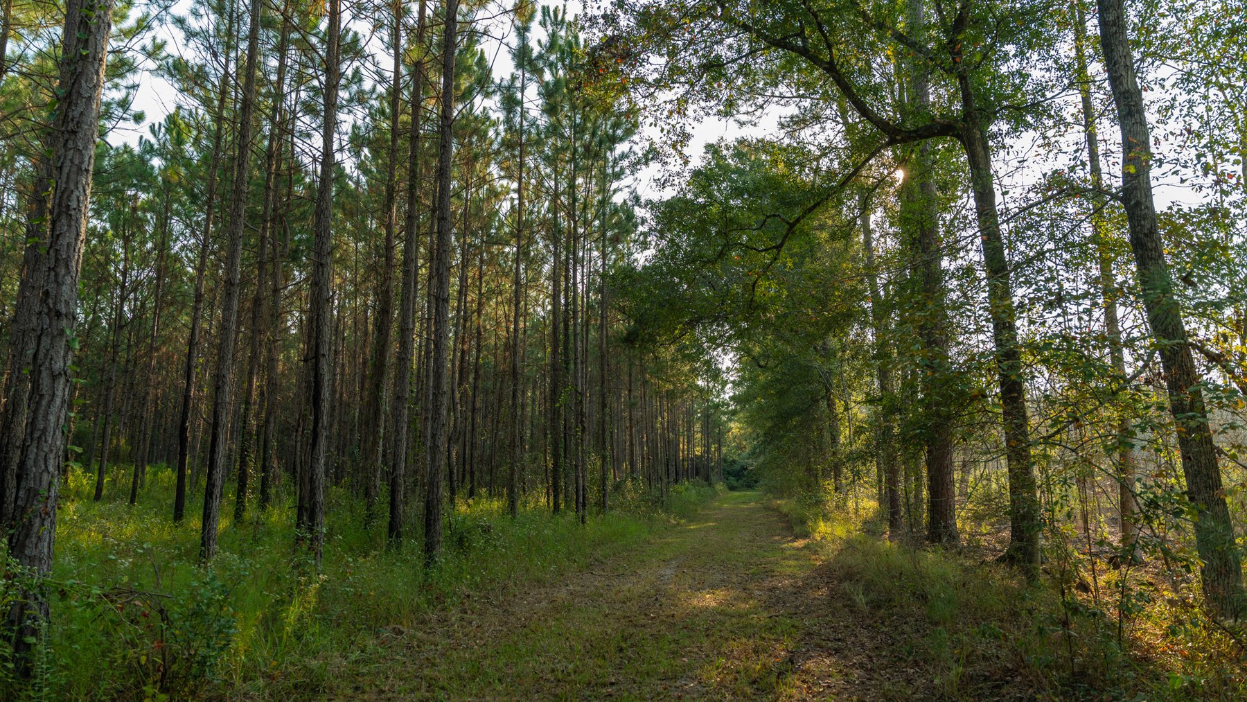 Image for 52± Acres - The Bridge Creek Farm - Stocked Pond, Pines, & Trophy Game - Offered Divided & as a Whole