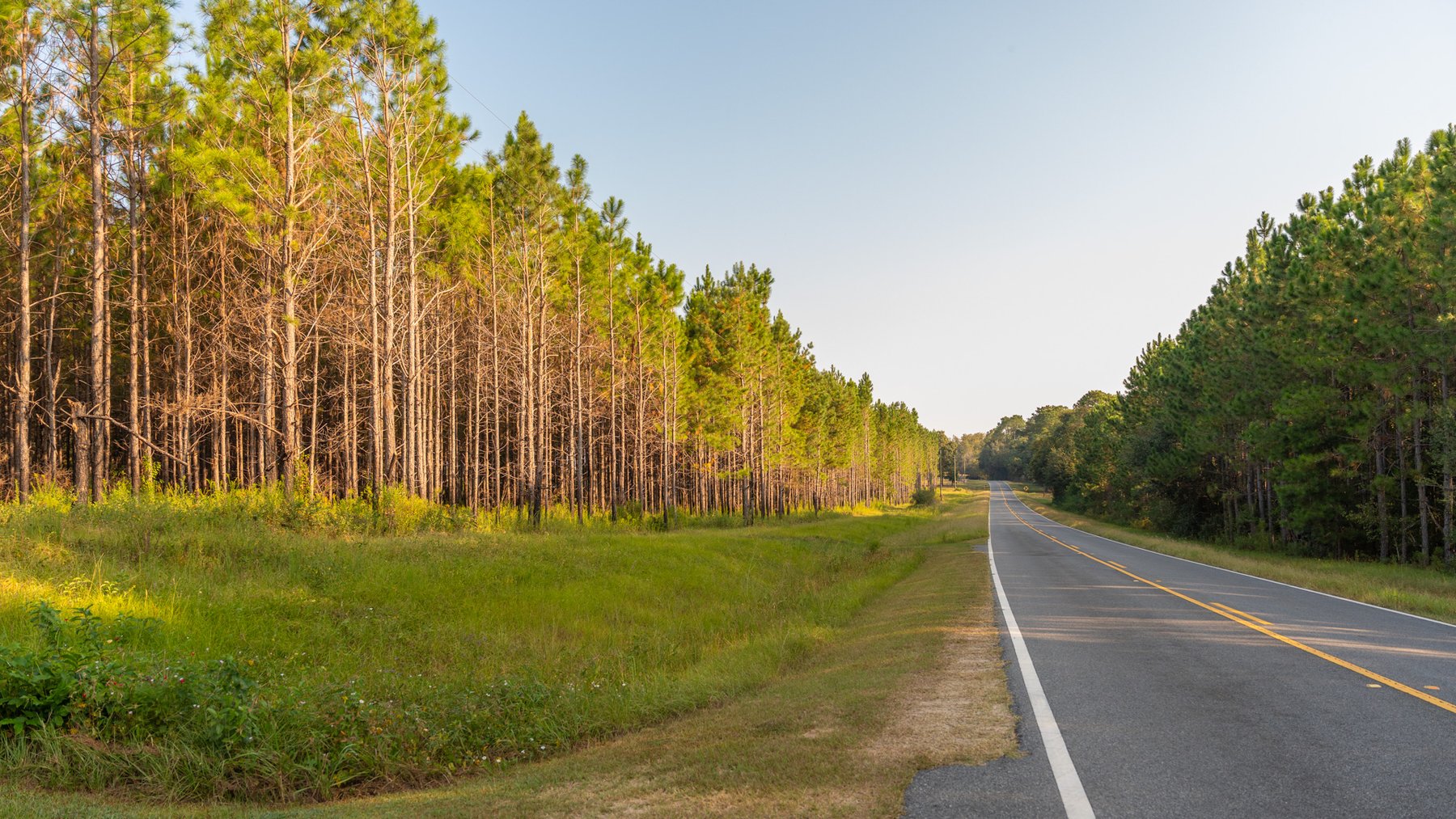 Image for 52± Acres - The Bridge Creek Farm - Stocked Pond, Pines, & Trophy Game - Offered Divided & as a Whole