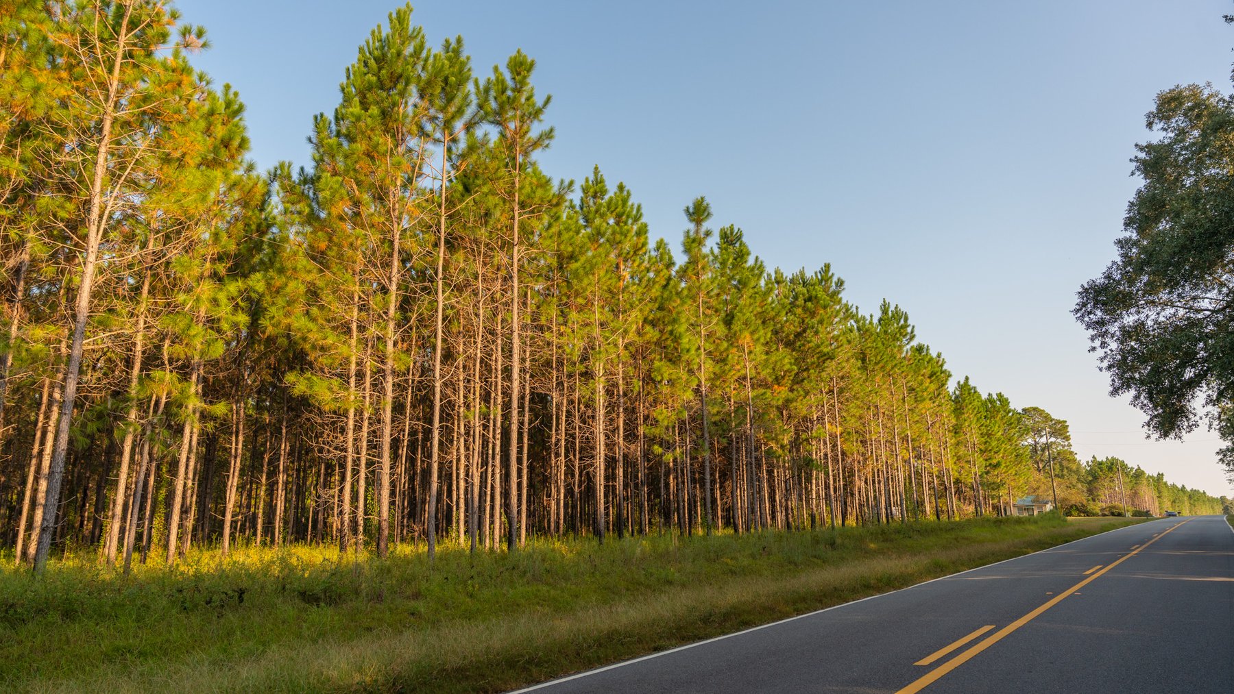 Image for 52± Acres - The Bridge Creek Farm - Stocked Pond, Pines, & Trophy Game - Offered Divided & as a Whole