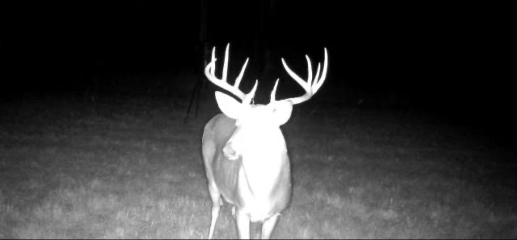 Image for 52± Acres - The Bridge Creek Farm - Stocked Pond, Pines, & Trophy Game - Offered Divided & as a Whole