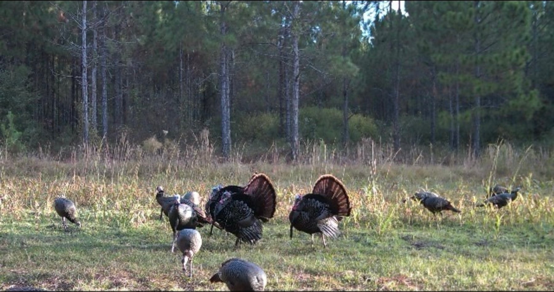 Image for 52± Acres - The Bridge Creek Farm - Stocked Pond, Pines, & Trophy Game - Offered Divided & as a Whole