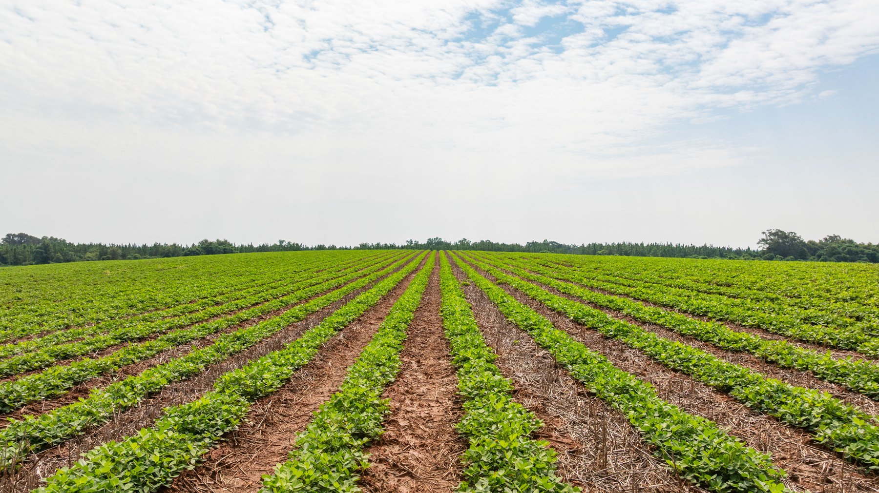 Image for Perryman Place - 305+/- Total Acres - Premium Row Crop Farm - Deep Well & 7 Irrigation Pivots