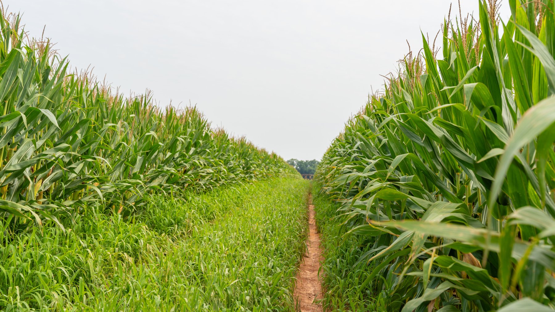 Image for Perryman Place - 305+/- Total Acres - Premium Row Crop Farm - Deep Well & 7 Irrigation Pivots