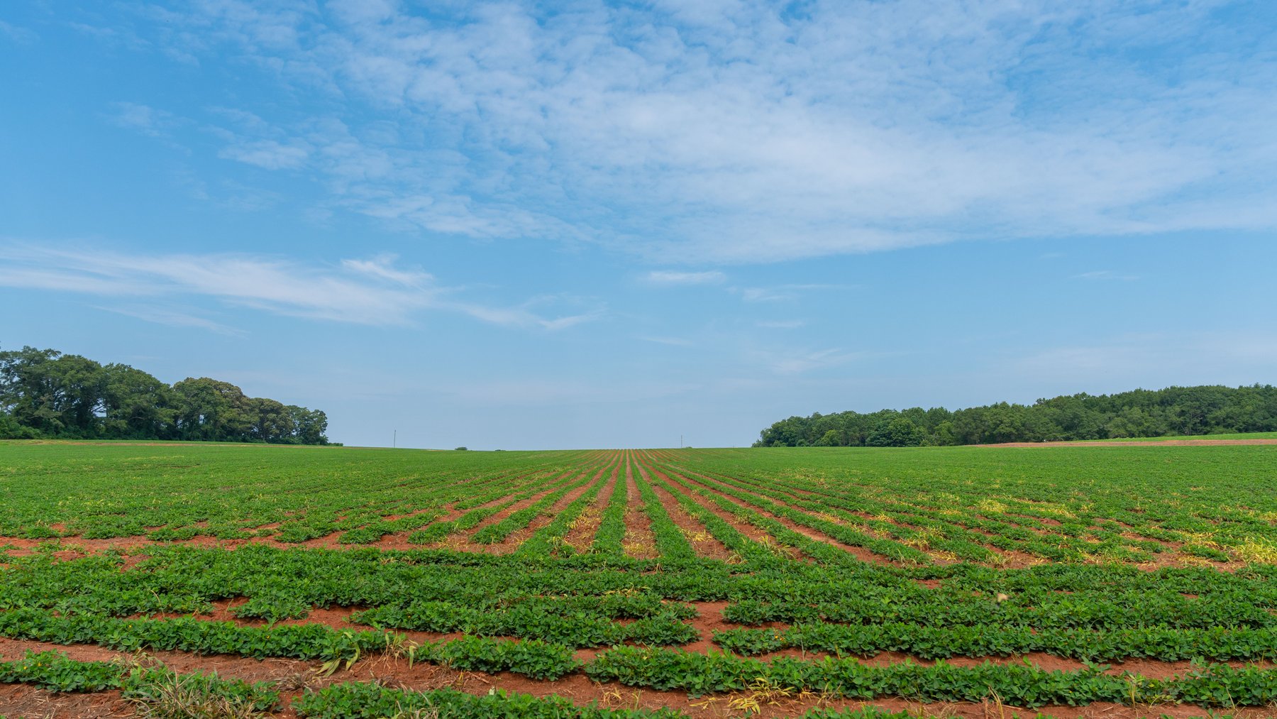Image for Perryman Place - 305+/- Total Acres - Premium Row Crop Farm - Deep Well & 7 Irrigation Pivots