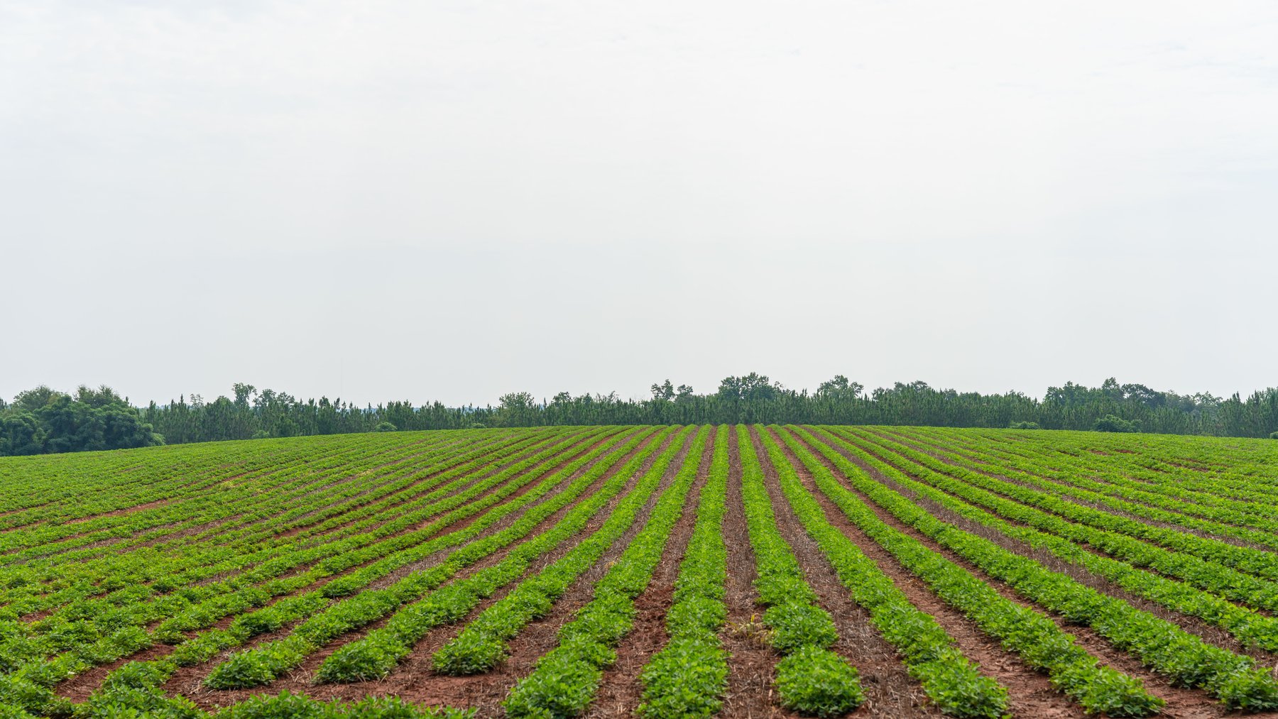 Image for Perryman Place - 305+/- Total Acres - Premium Row Crop Farm - Deep Well & 7 Irrigation Pivots