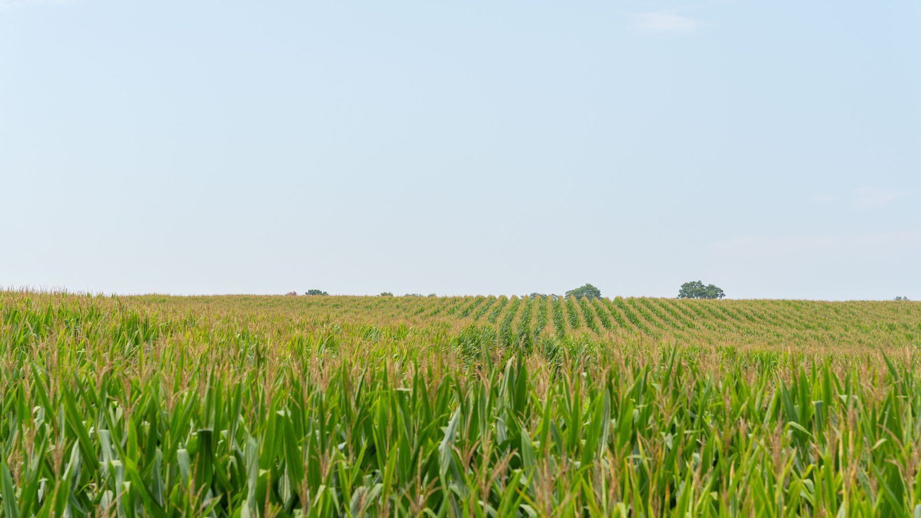 Image for Perryman Place - 305+/- Total Acres - Premium Row Crop Farm - Deep Well & 7 Irrigation Pivots