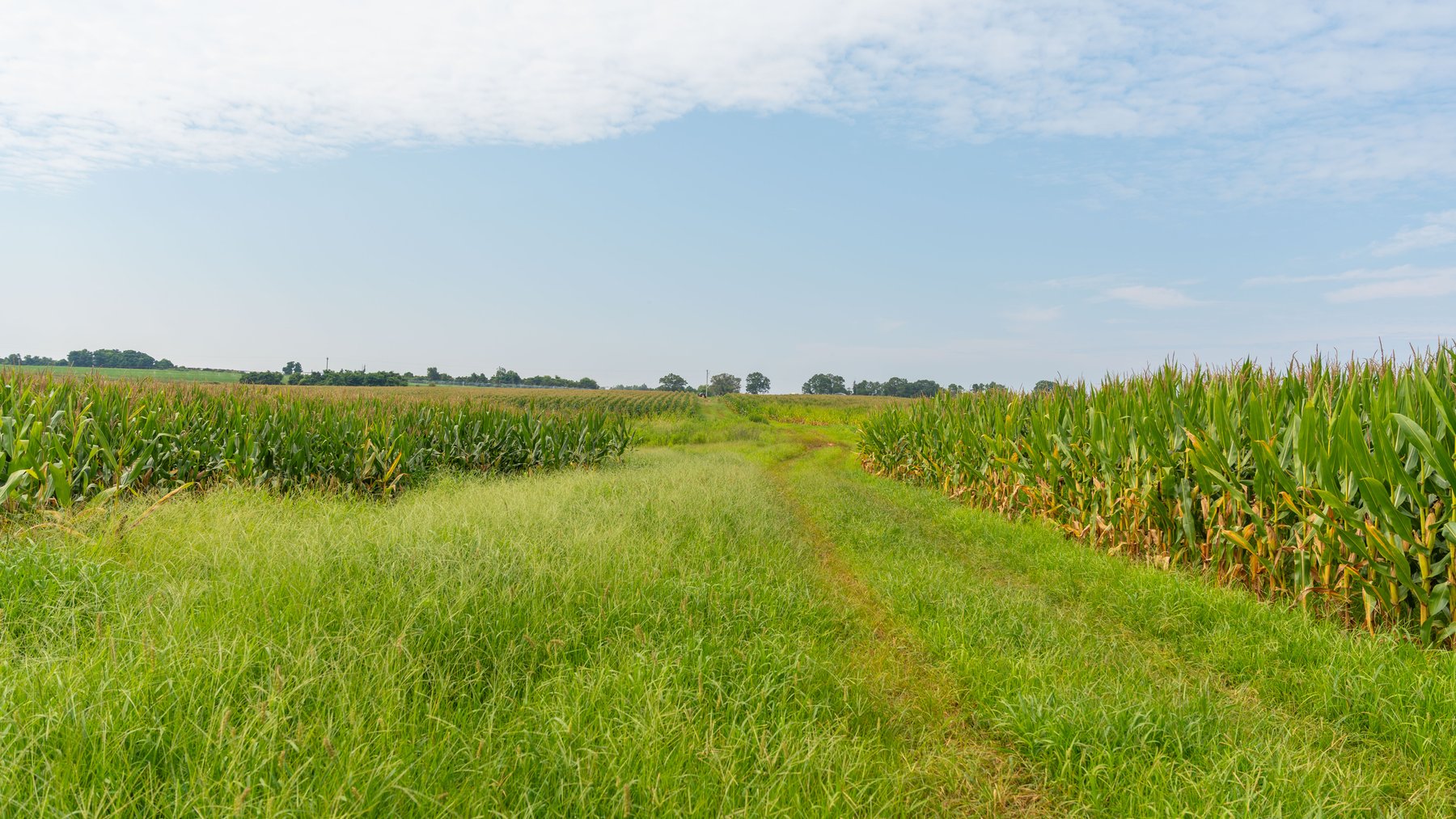 Image for Perryman Place - 305+/- Total Acres - Premium Row Crop Farm - Deep Well & 7 Irrigation Pivots