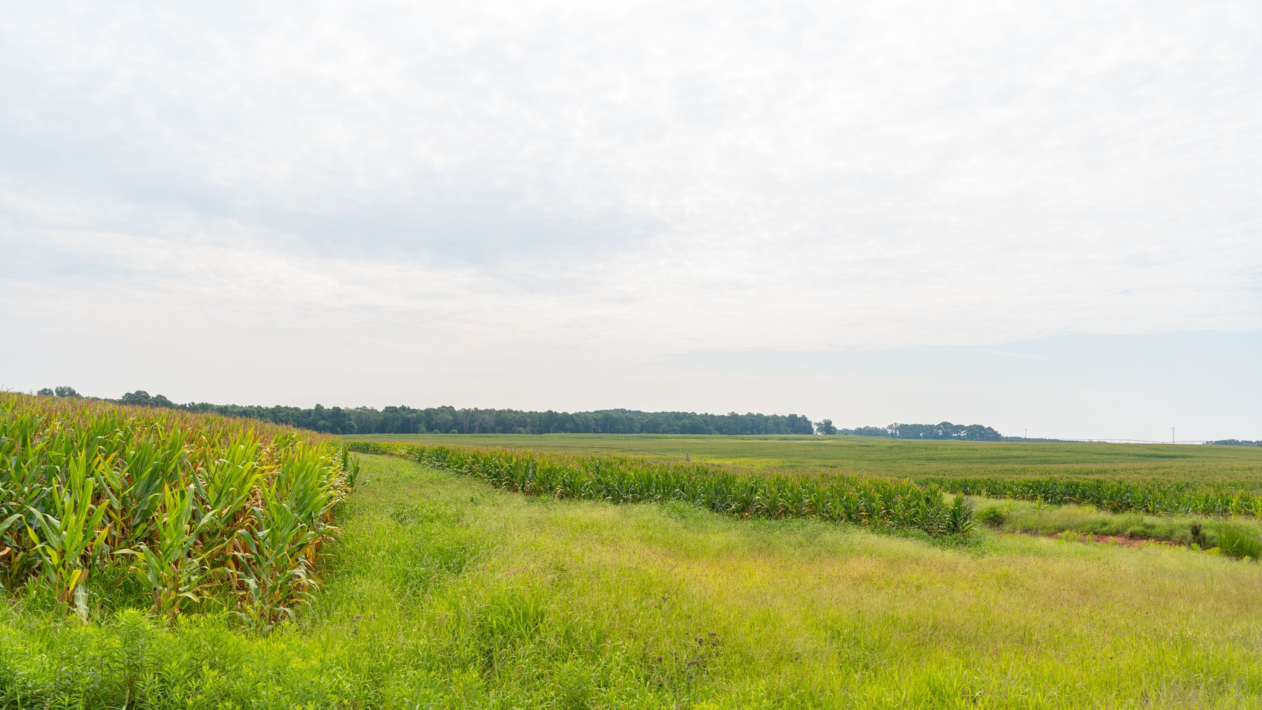 Image for Perryman Place - 305+/- Total Acres - Premium Row Crop Farm - Deep Well & 7 Irrigation Pivots