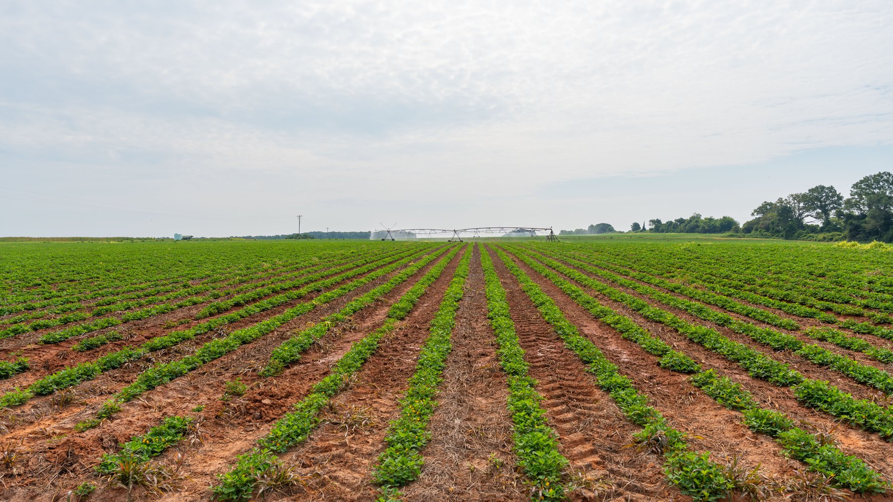 Image for Perryman Place - 305+/- Total Acres - Premium Row Crop Farm - Deep Well & 7 Irrigation Pivots