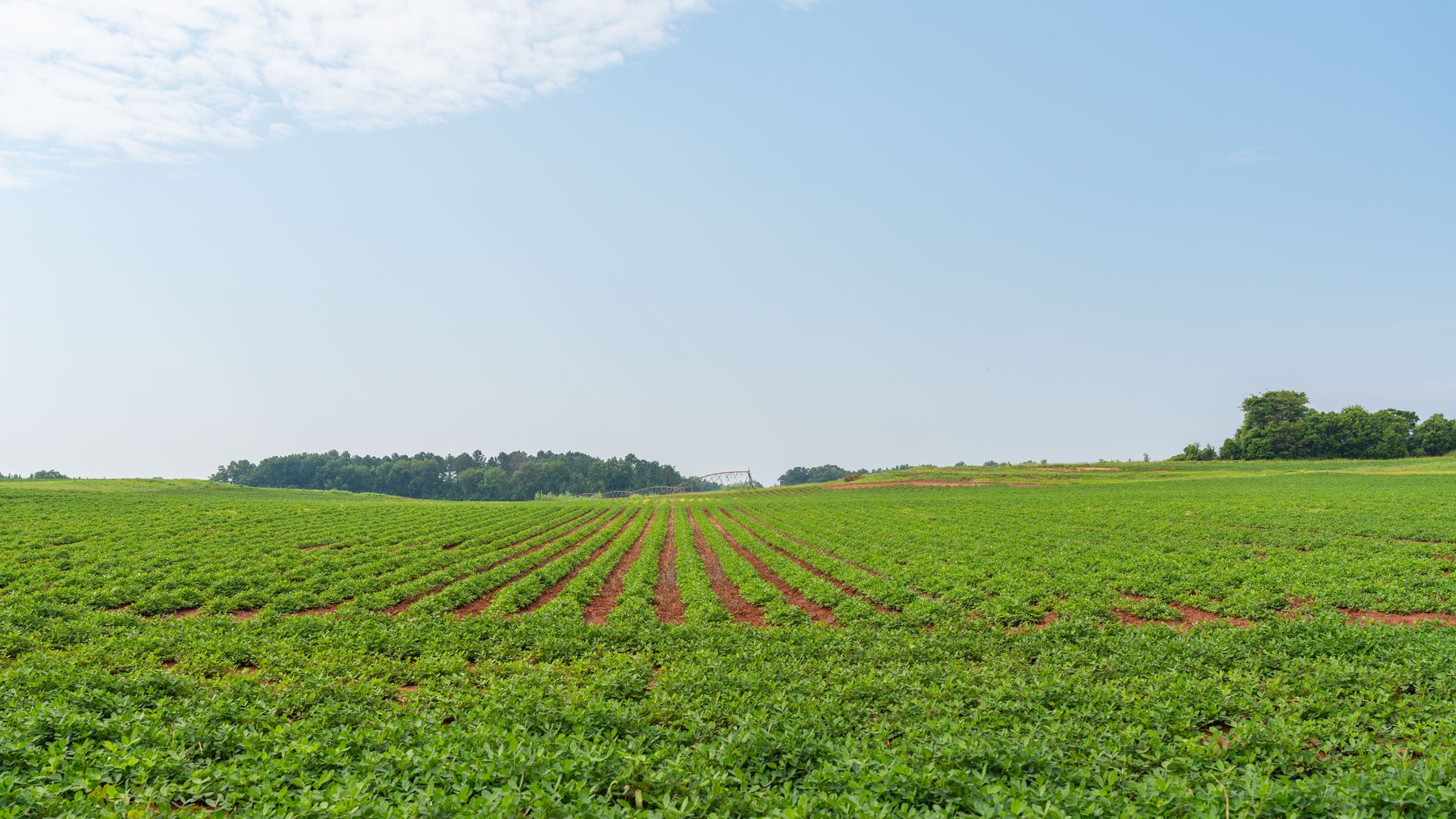 Image for Perryman Place - 305+/- Total Acres - Premium Row Crop Farm - Deep Well & 7 Irrigation Pivots