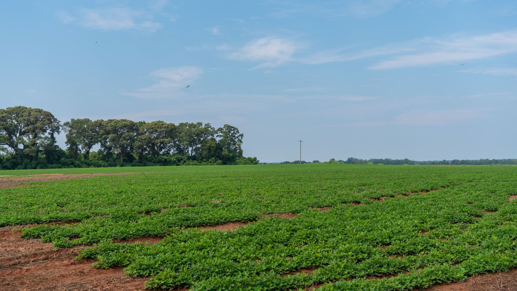 Image for Perryman Place - 305+/- Total Acres - Premium Row Crop Farm - Deep Well & 7 Irrigation Pivots
