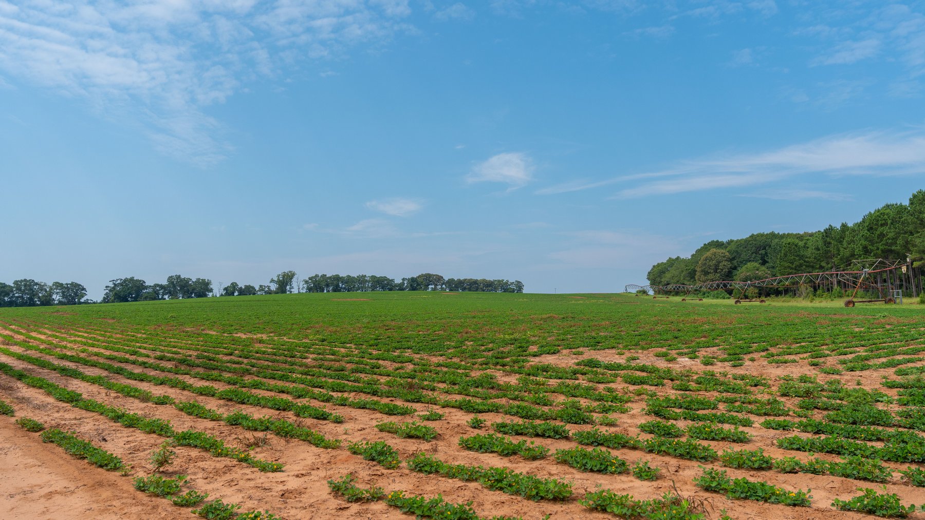 Image for Perryman Place - 305+/- Total Acres - Premium Row Crop Farm - Deep Well & 7 Irrigation Pivots
