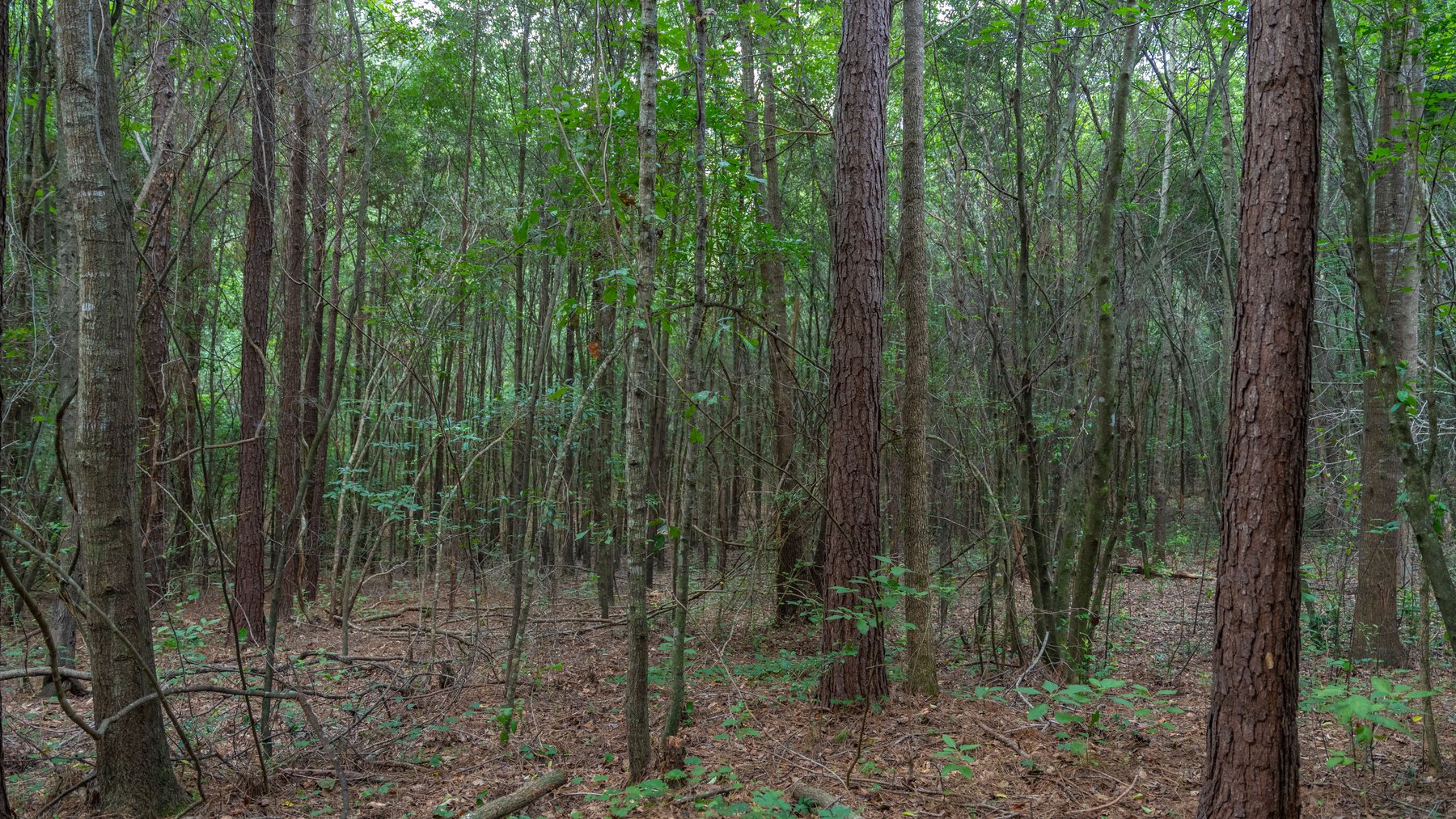 Image for Wright Place - 61+/- Acres - Premium Mini Farm - Merchantable Timber - Great Homesite Potential