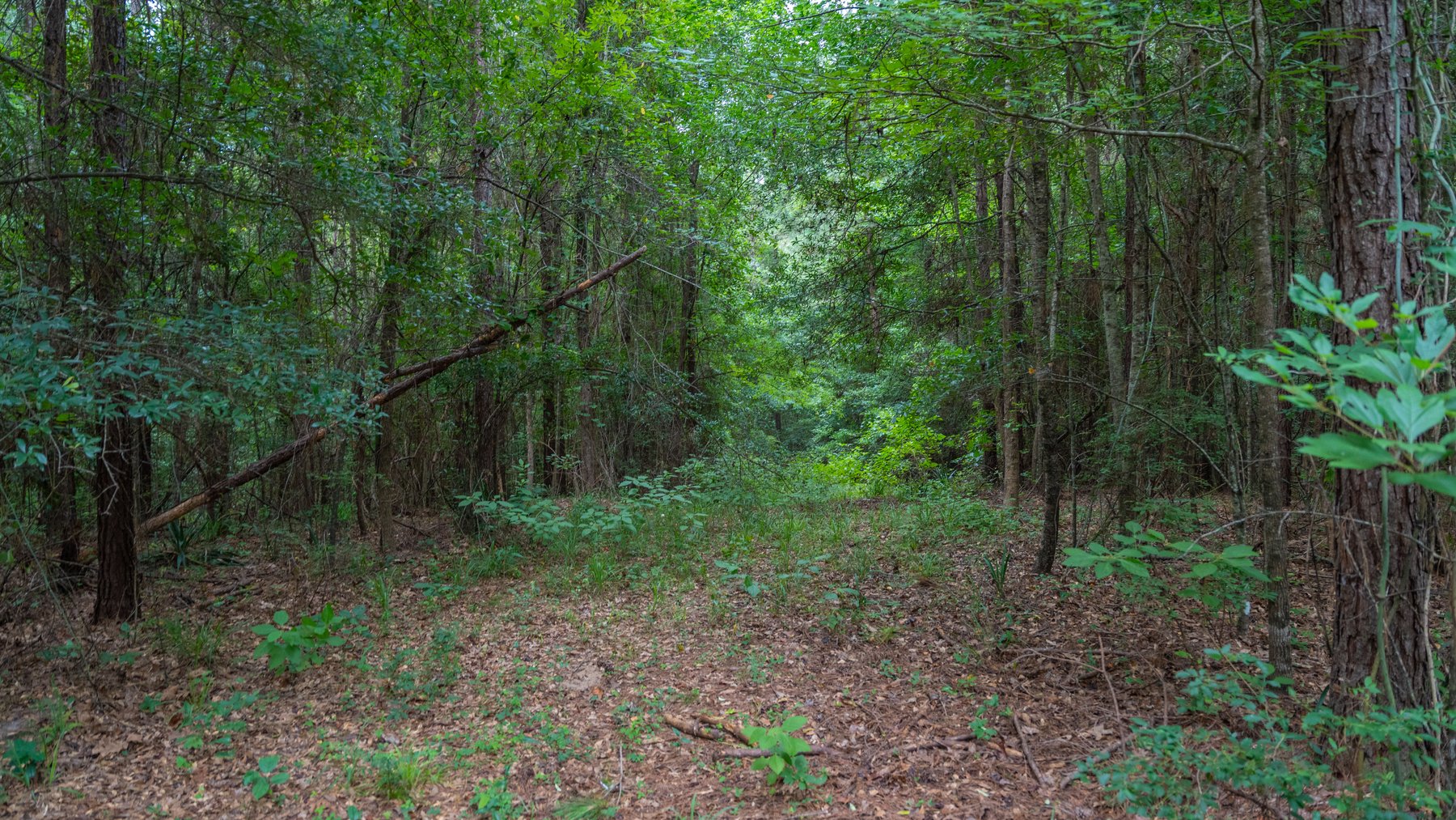 Image for Wright Place - 61+/- Acres - Premium Mini Farm - Merchantable Timber - Great Homesite Potential