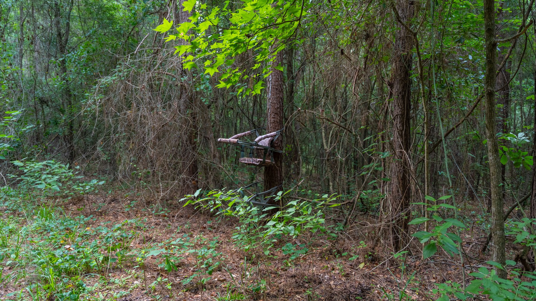 Image for Wright Place - 61+/- Acres - Premium Mini Farm - Merchantable Timber - Great Homesite Potential