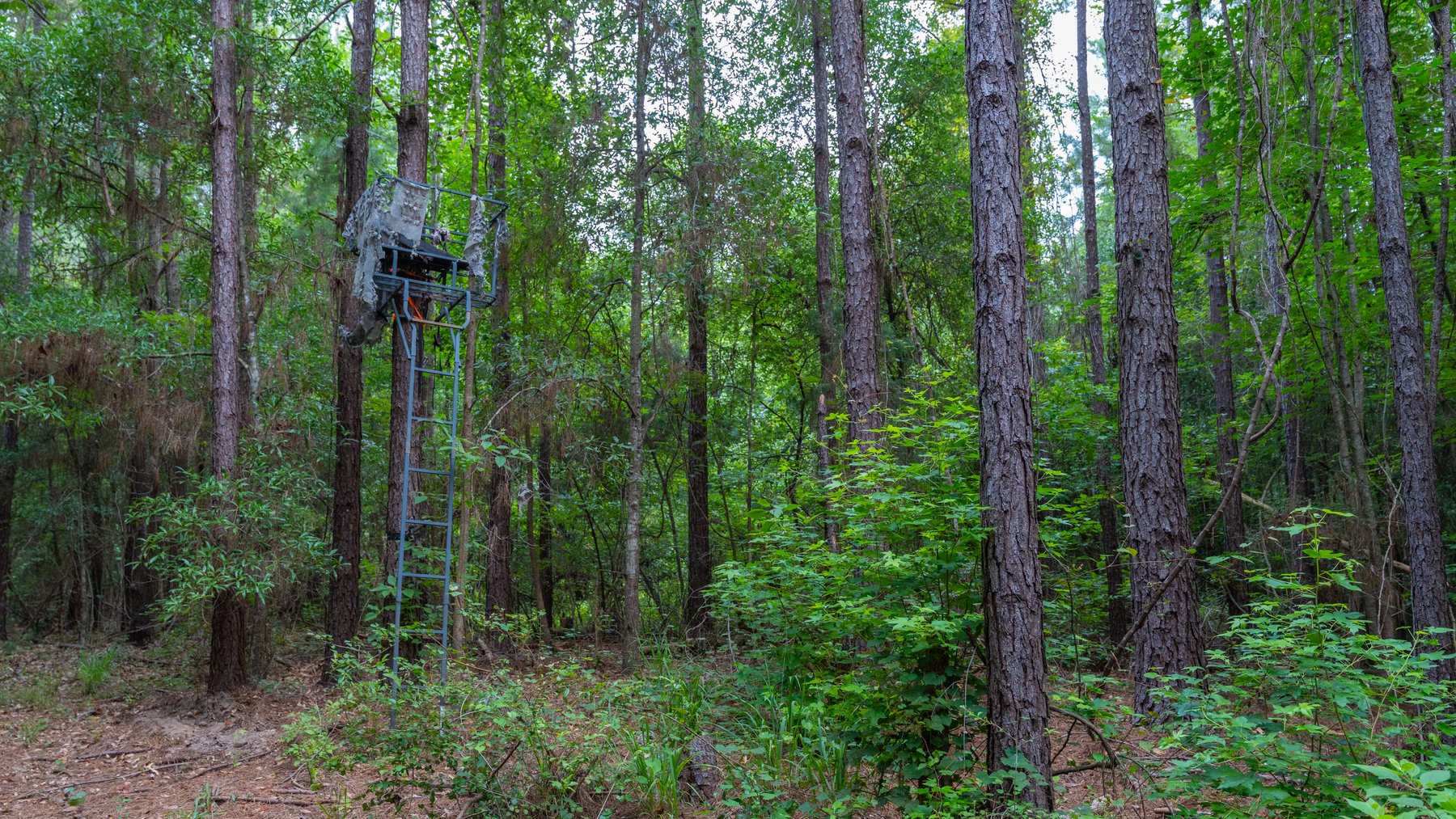 Image for Wright Place - 61+/- Acres - Premium Mini Farm - Merchantable Timber - Great Homesite Potential