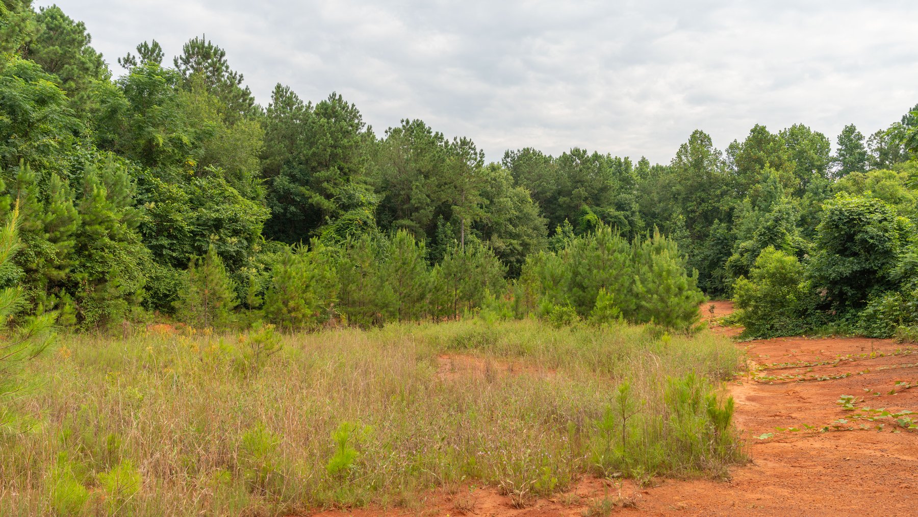 Image for Wright Place - 61+/- Acres - Premium Mini Farm - Merchantable Timber - Great Homesite Potential
