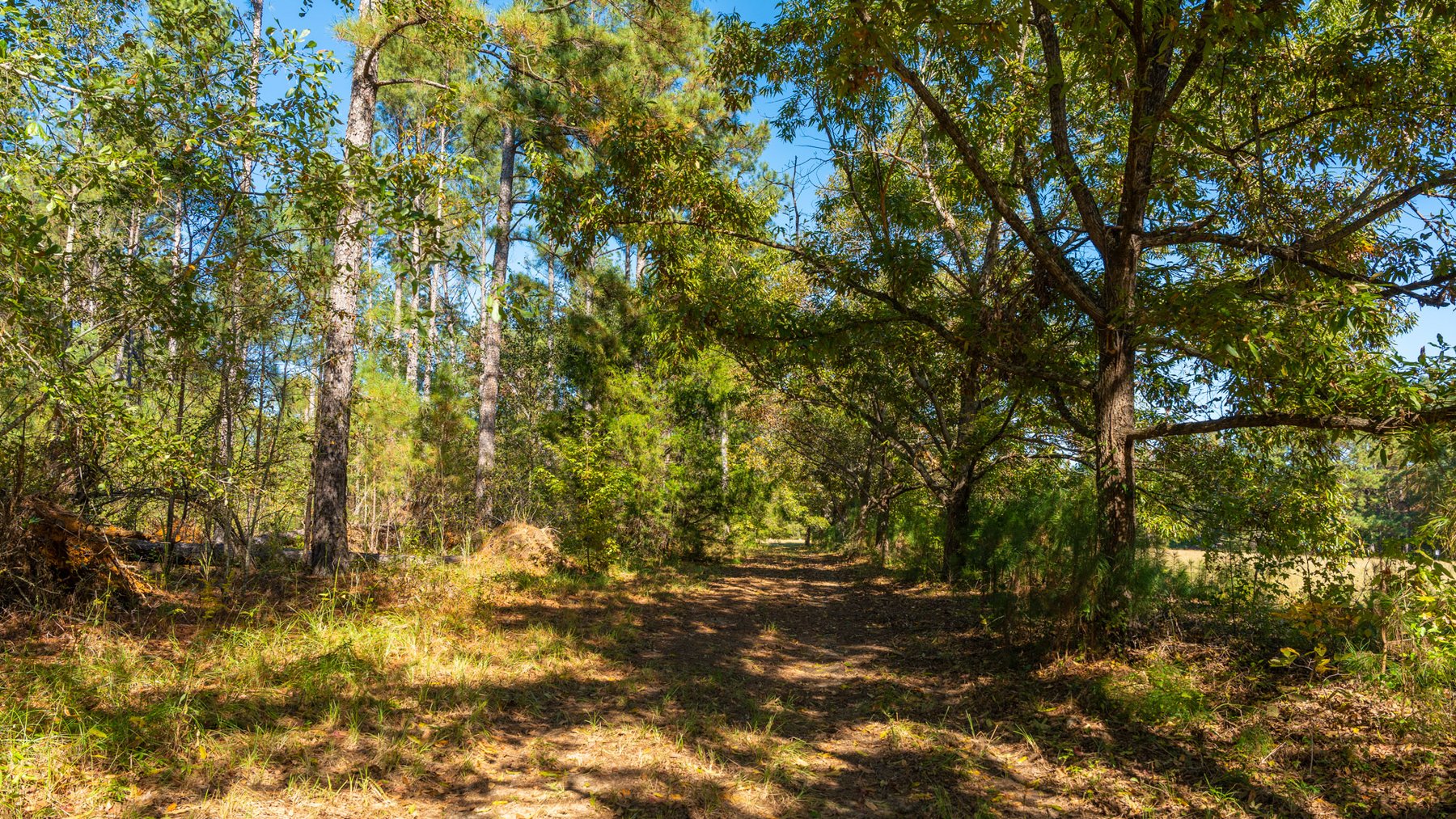 Image for 170+/- Acres - The Ohoopee River Retreat - Prime Recreational Land w/ Hunting Cabin Offered Divided & as a Whole