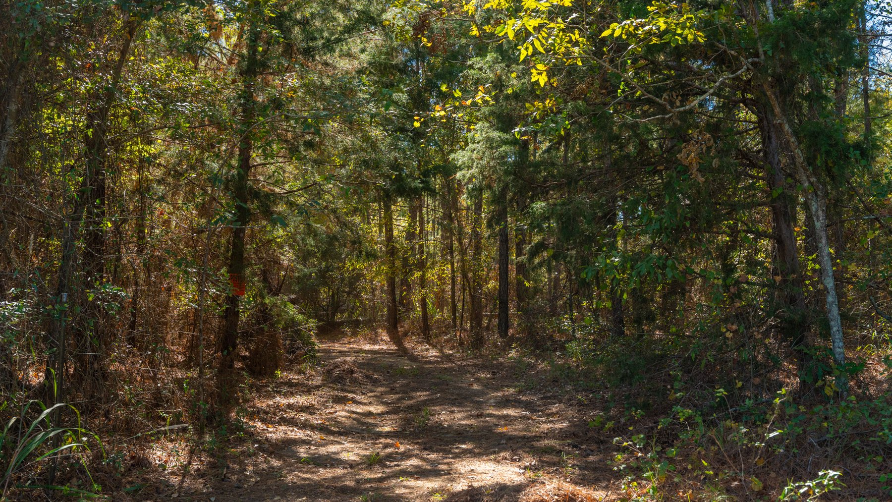 Image for 170+/- Acres - The Ohoopee River Retreat - Prime Recreational Land w/ Hunting Cabin Offered Divided & as a Whole