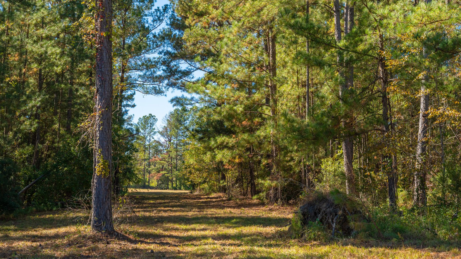 Image for 170+/- Acres - The Ohoopee River Retreat - Prime Recreational Land w/ Hunting Cabin Offered Divided & as a Whole