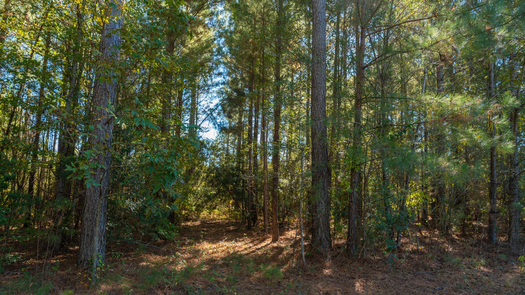 Image for 170+/- Acres - The Ohoopee River Retreat - Prime Recreational Land w/ Hunting Cabin Offered Divided & as a Whole