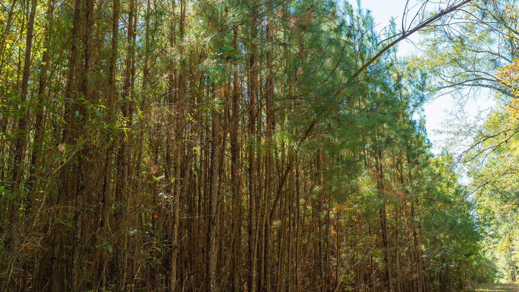 Image for 170+/- Acres - The Ohoopee River Retreat - Prime Recreational Land w/ Hunting Cabin Offered Divided & as a Whole