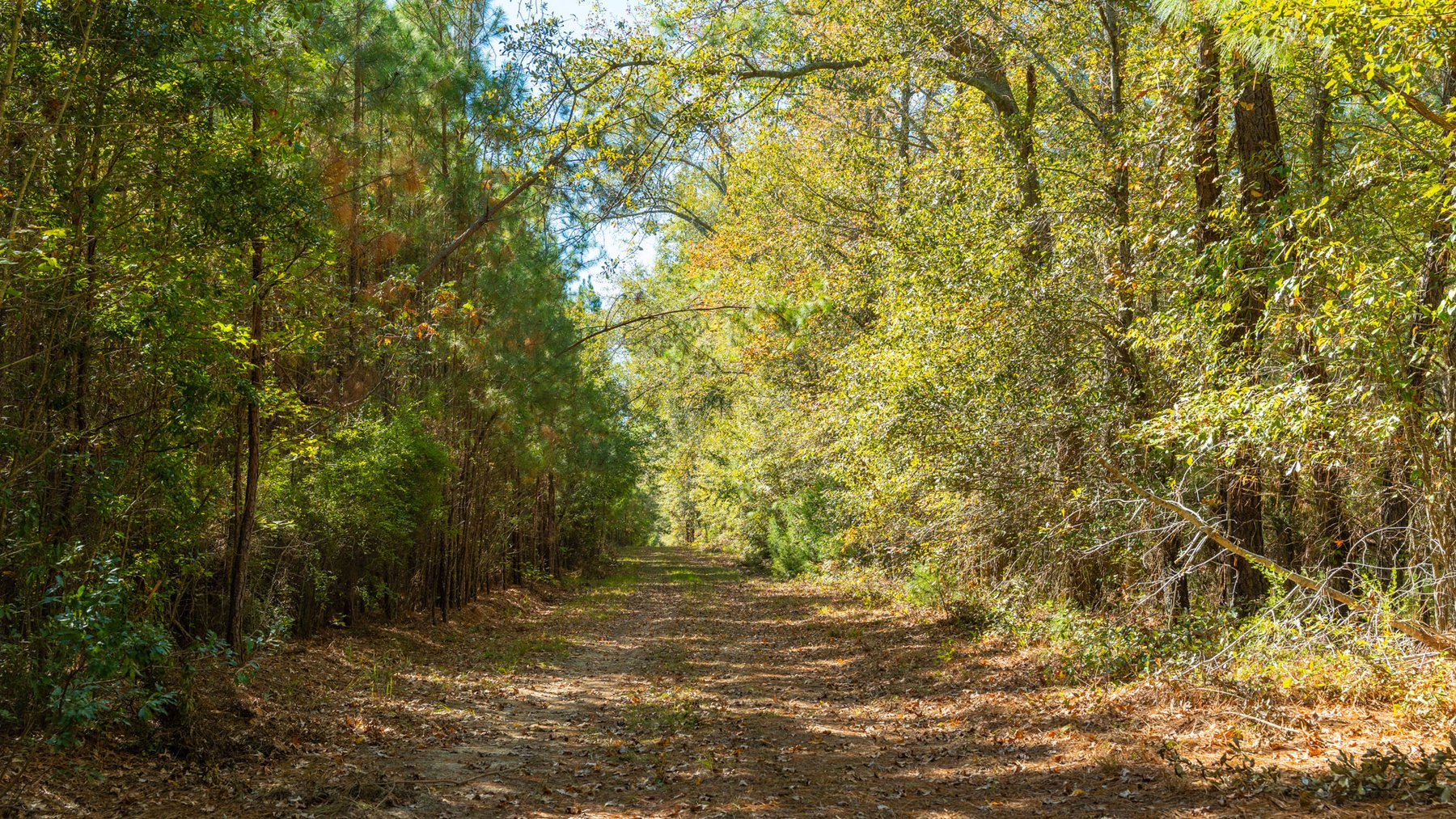 Image for 170+/- Acres - The Ohoopee River Retreat - Prime Recreational Land w/ Hunting Cabin Offered Divided & as a Whole