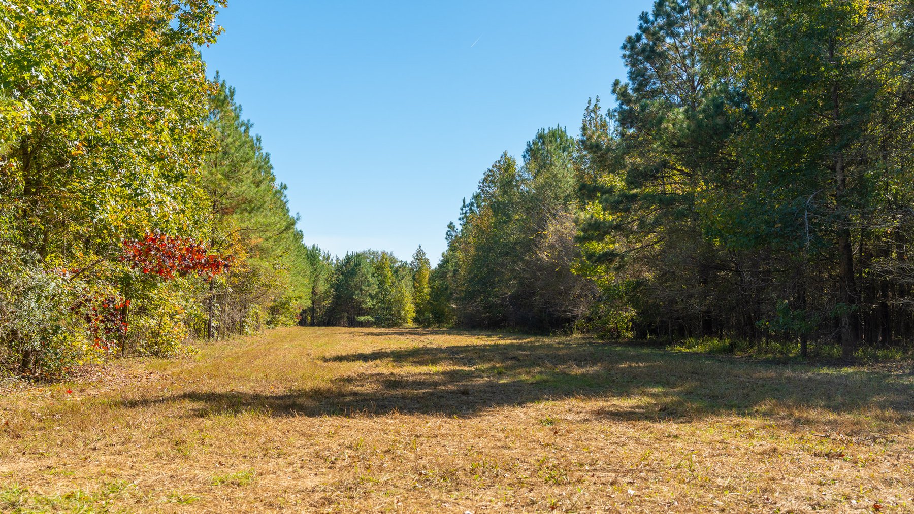 Image for 170+/- Acres - The Ohoopee River Retreat - Prime Recreational Land w/ Hunting Cabin Offered Divided & as a Whole
